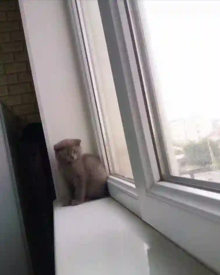 шотландский котёнок