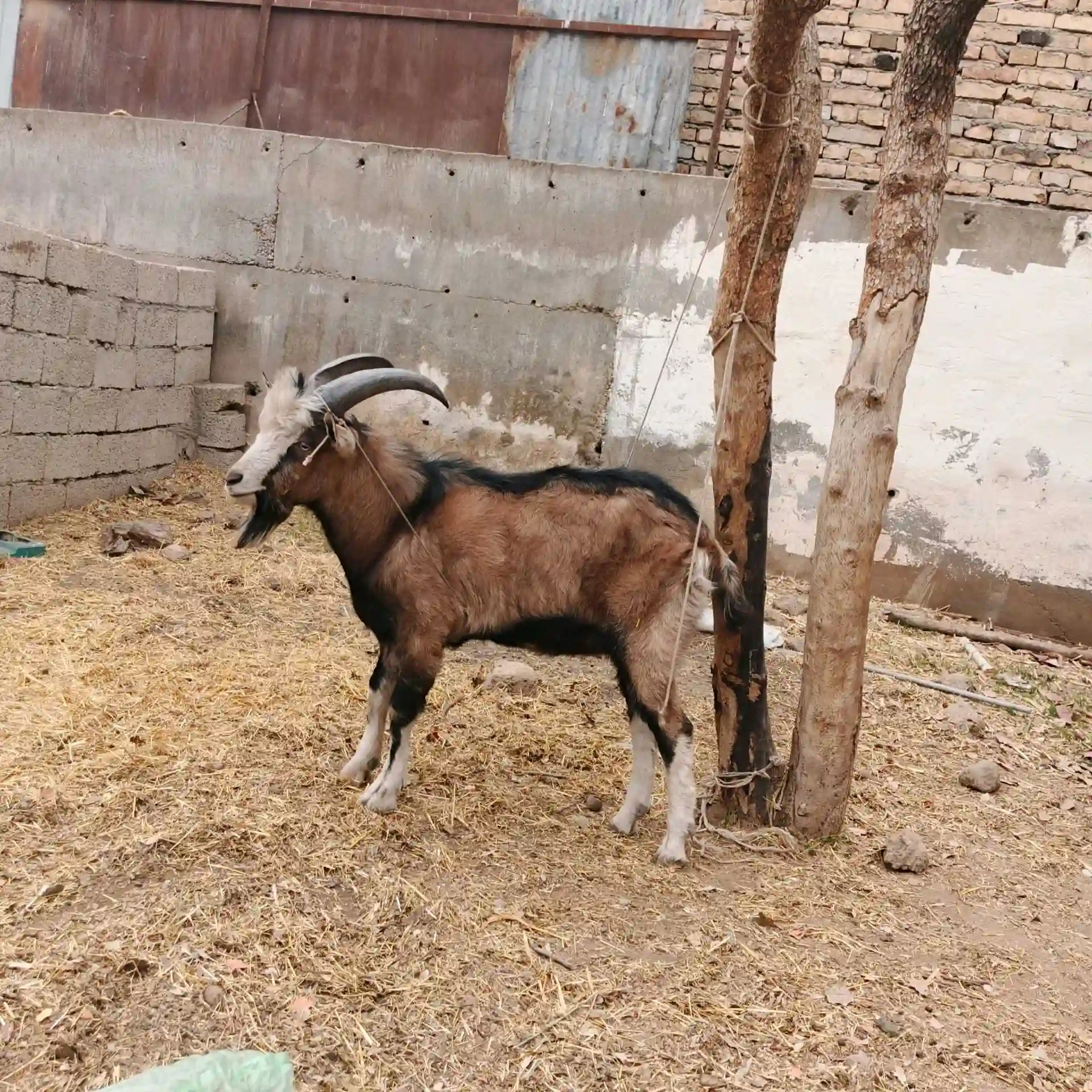 Такачаи Алпийский 