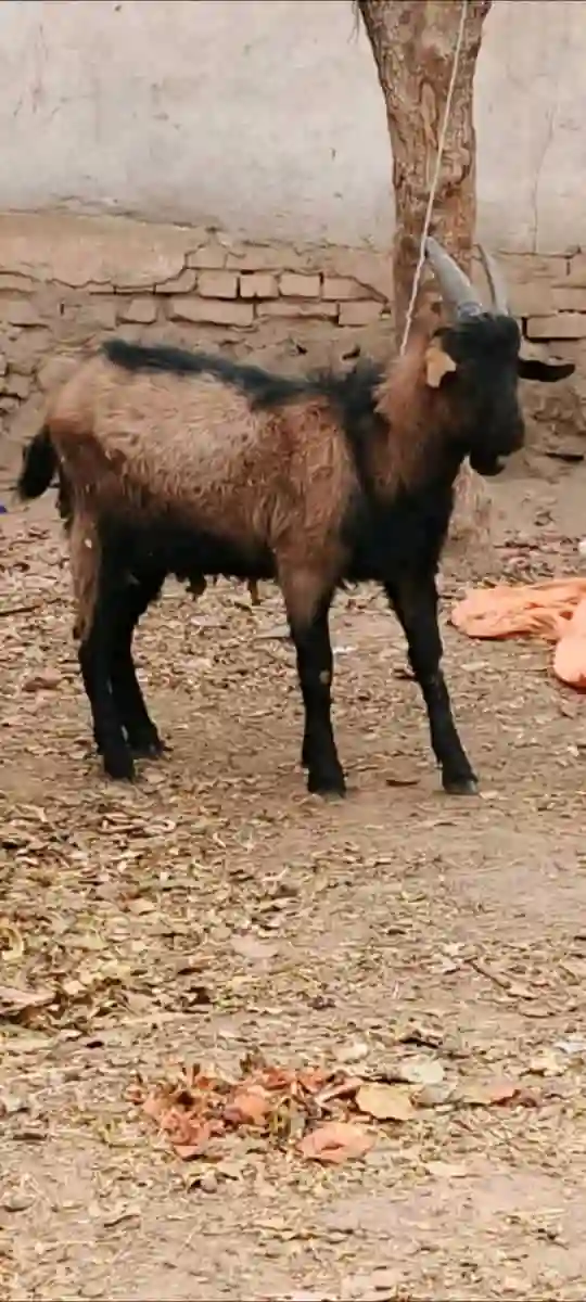 Такачаи Алпийский 