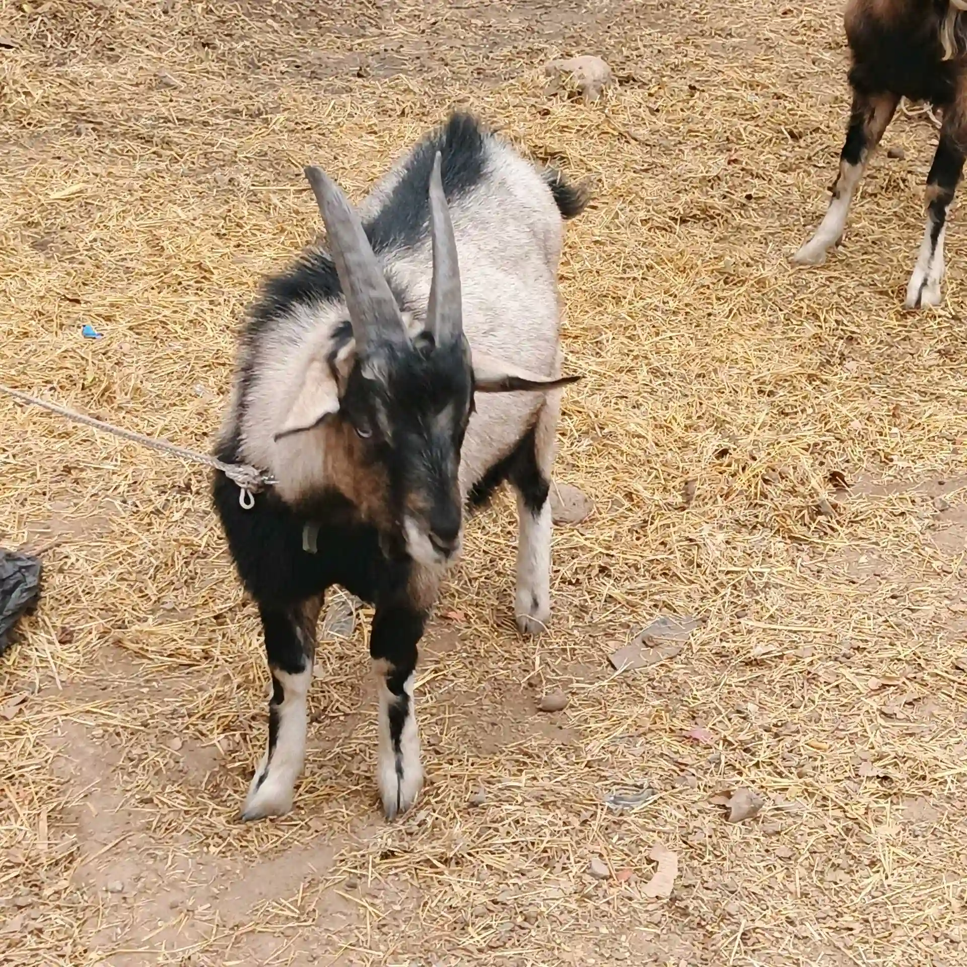 Такачаи Алпийский 