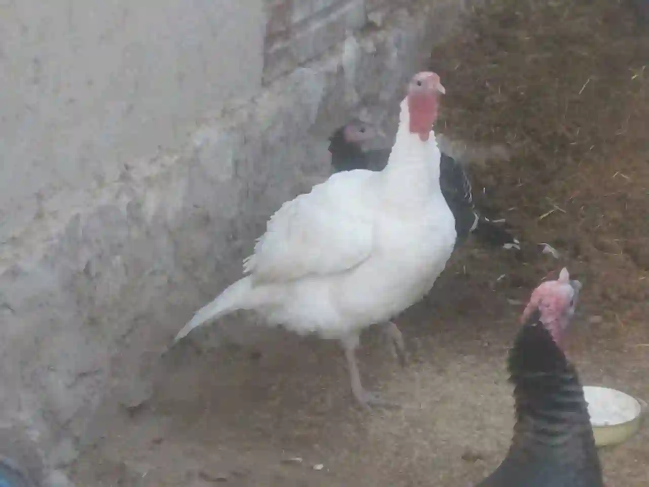 хиндук