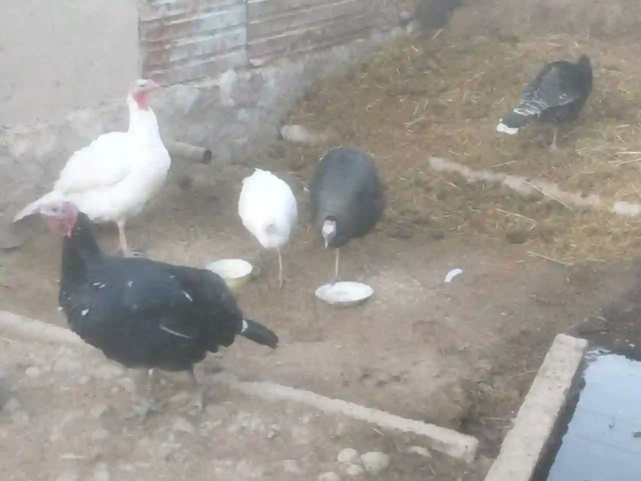 Индюк