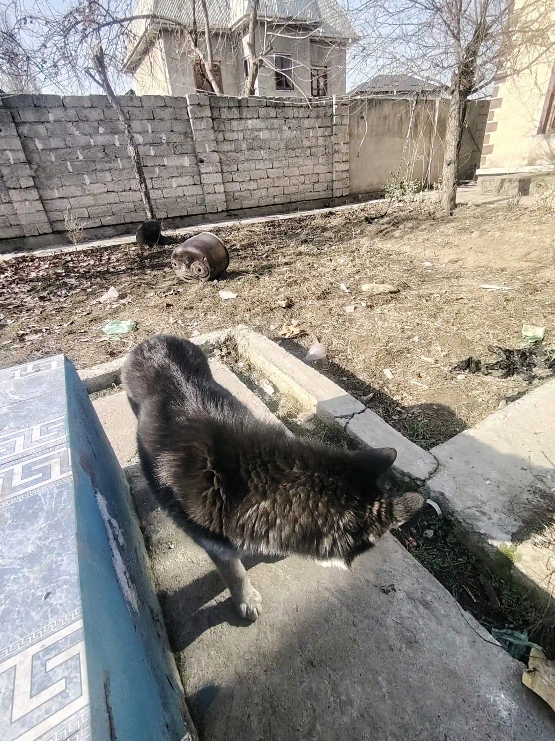 Хаски 