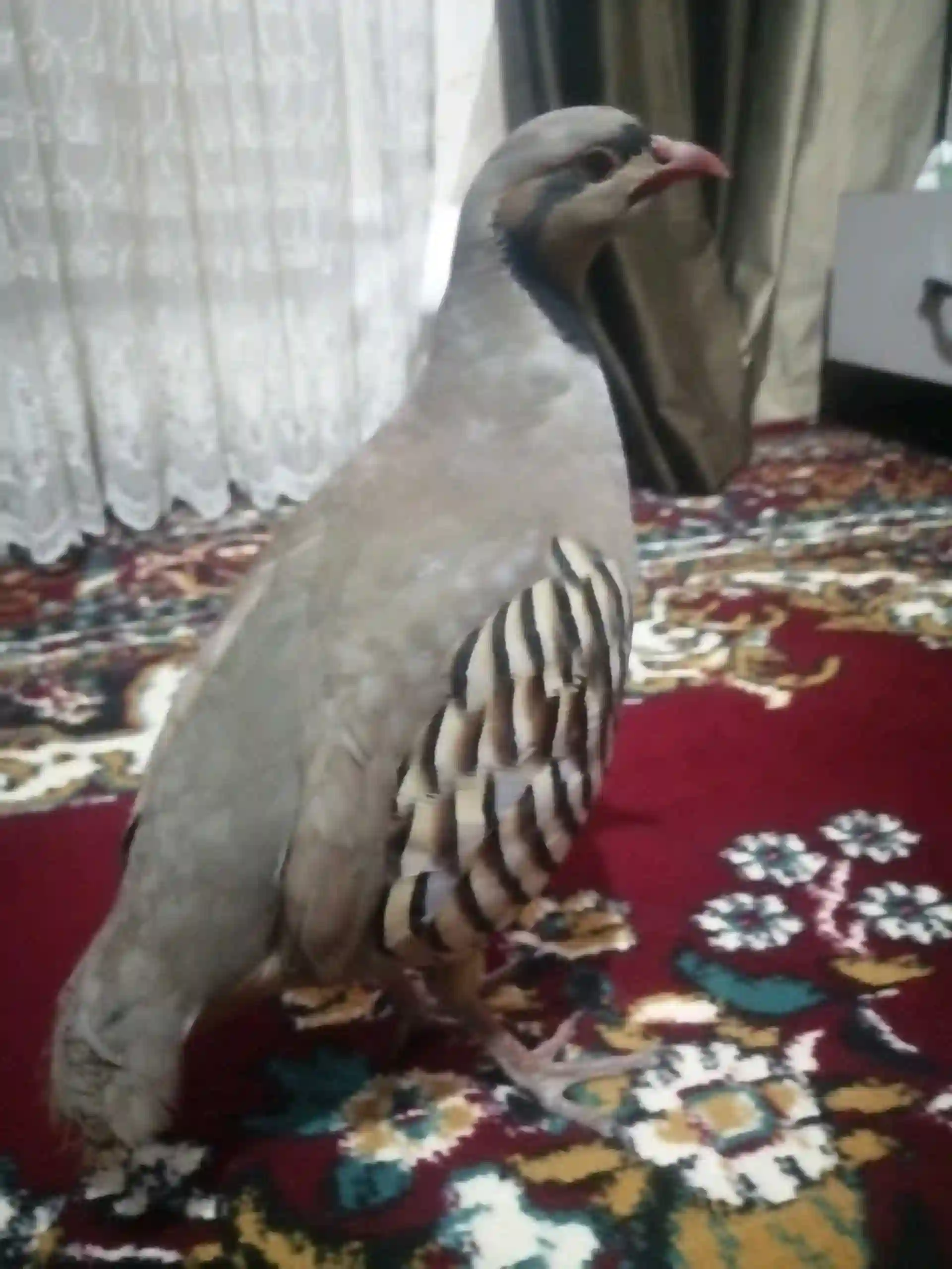 Кабк 