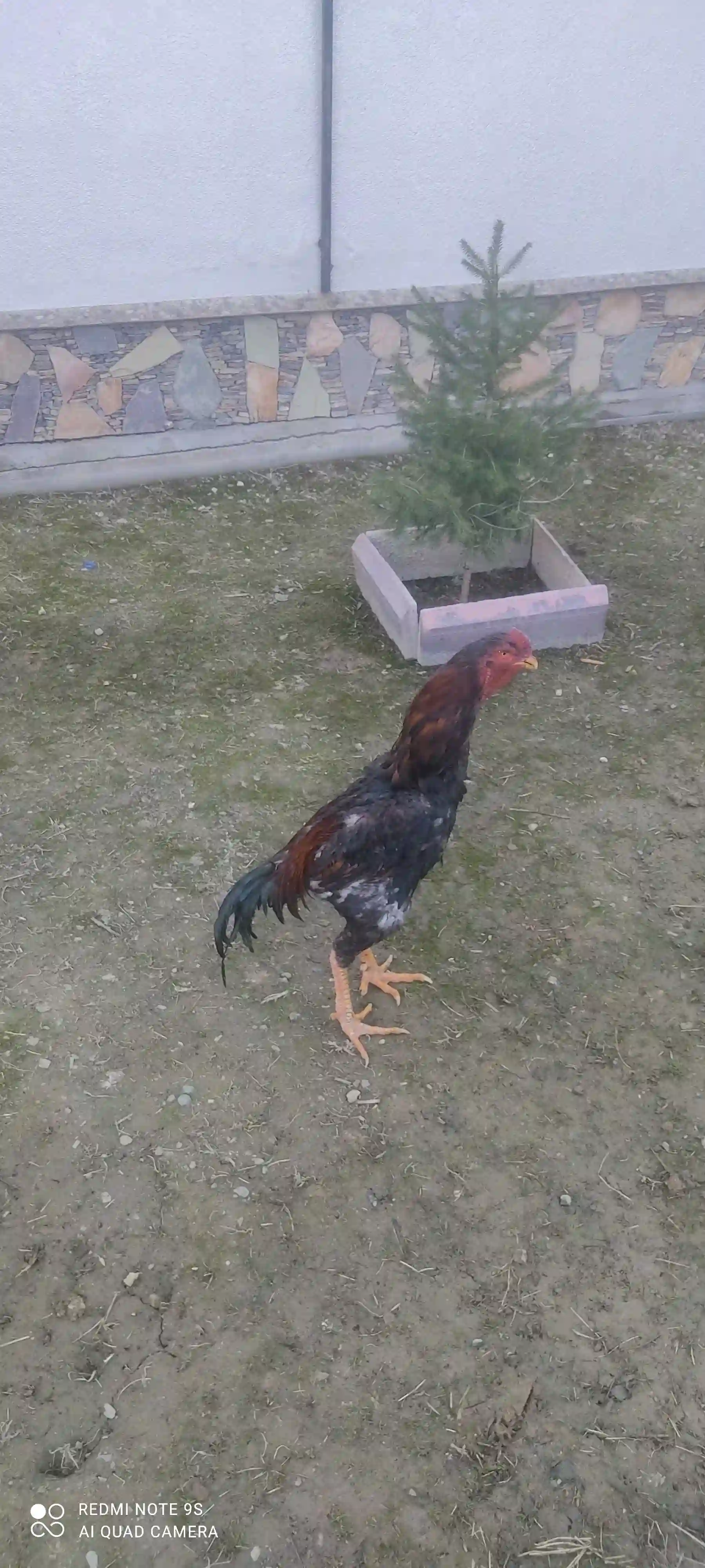 дакан