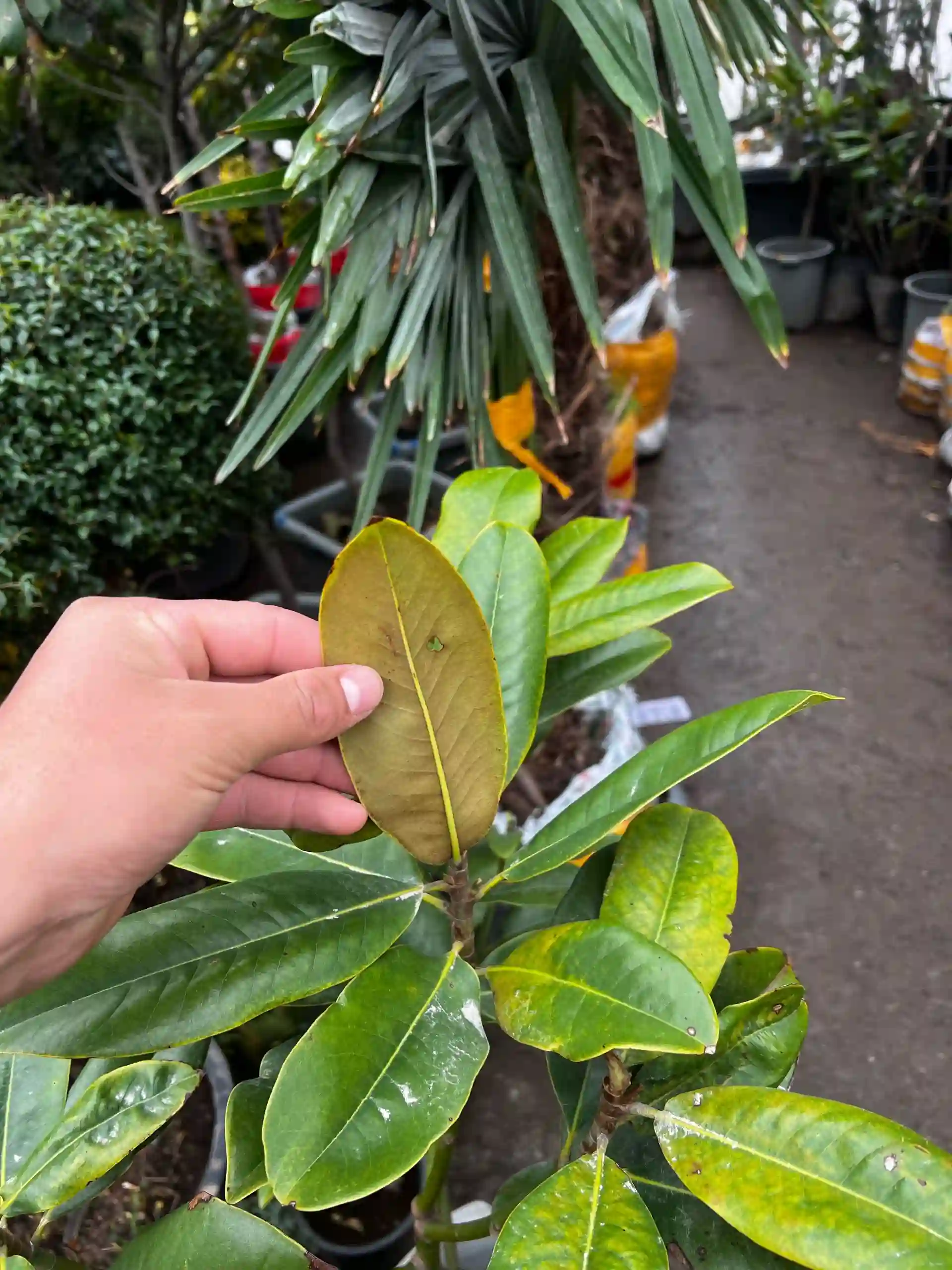 Магнолия 