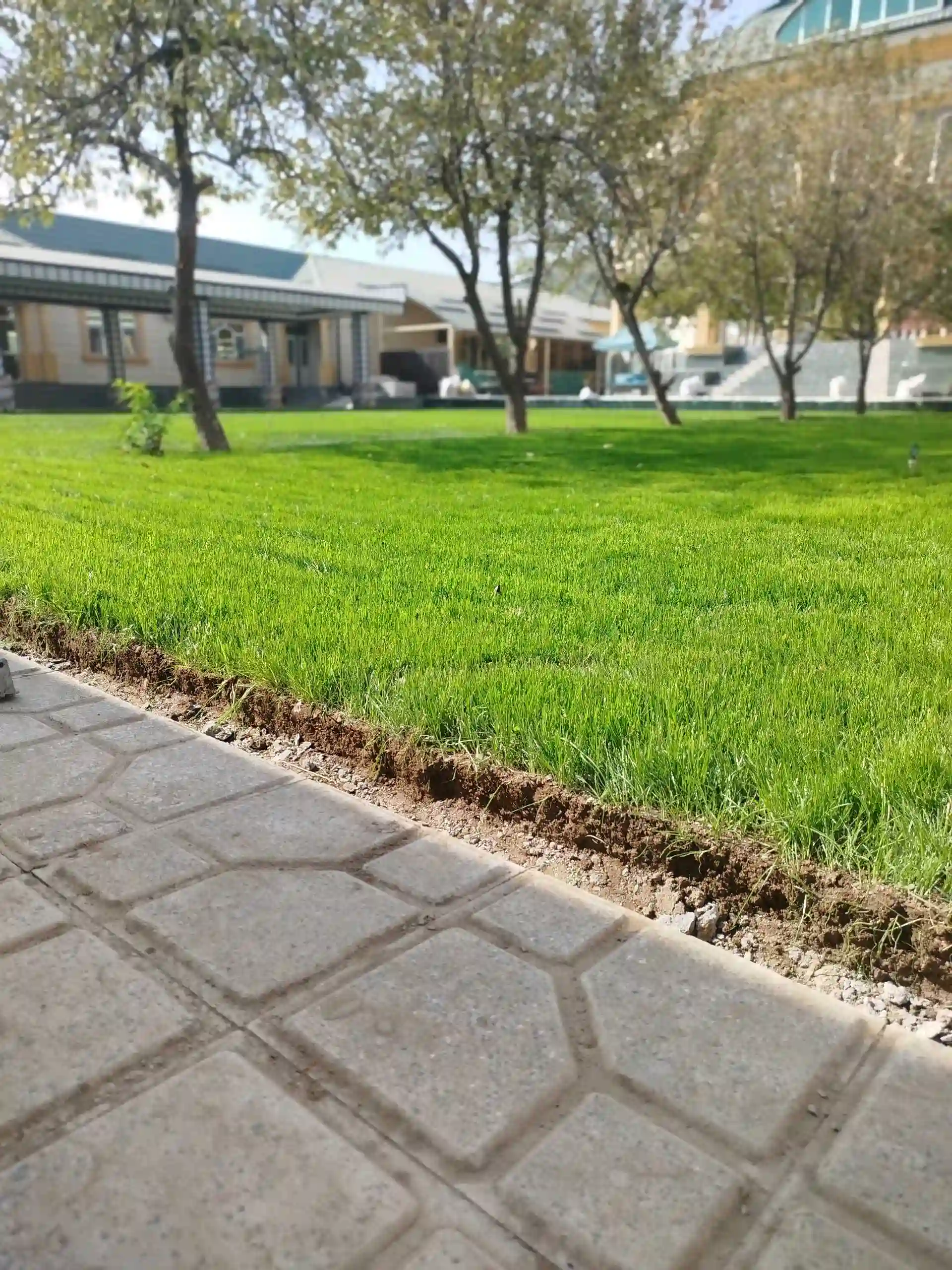 Газон
