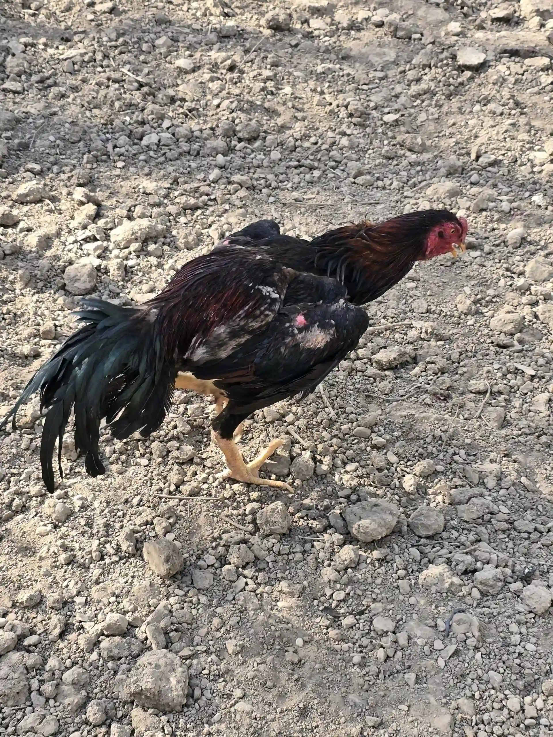 хурузи даканг