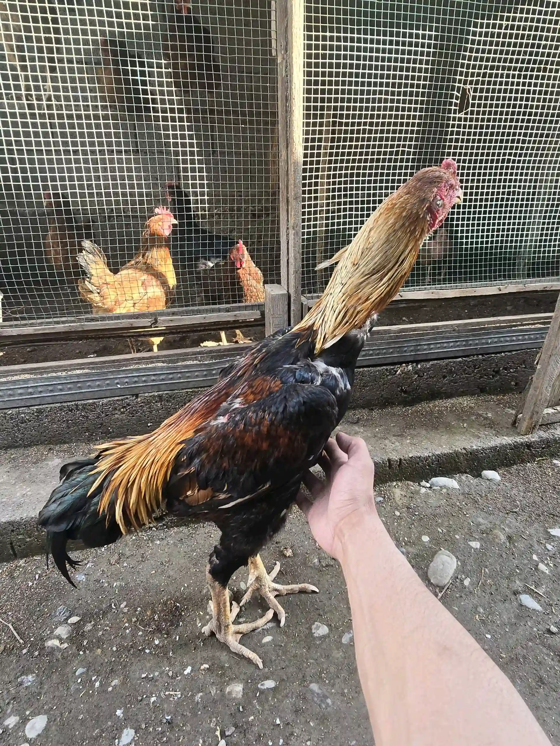 даканги калон