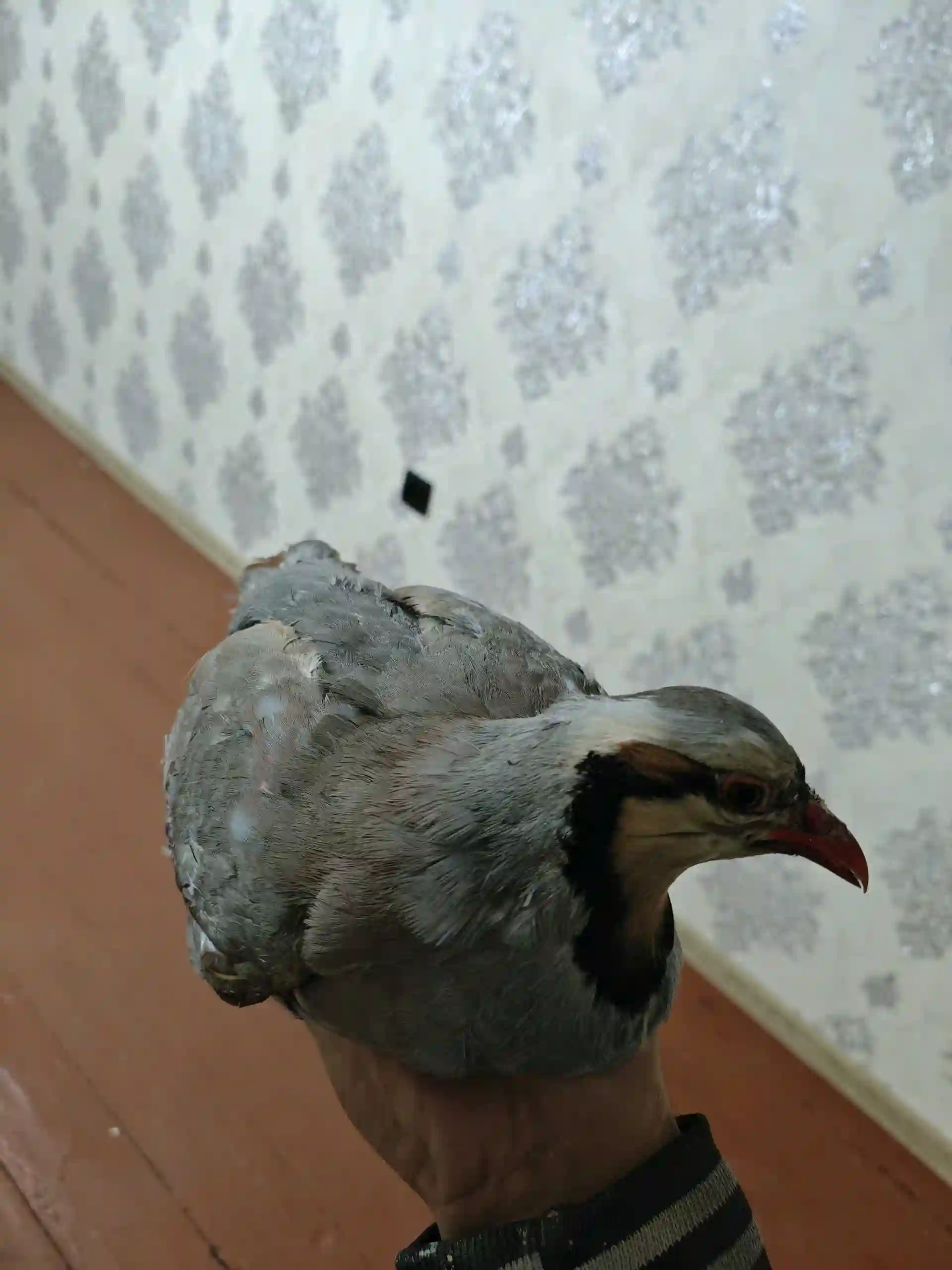 Кабк 
