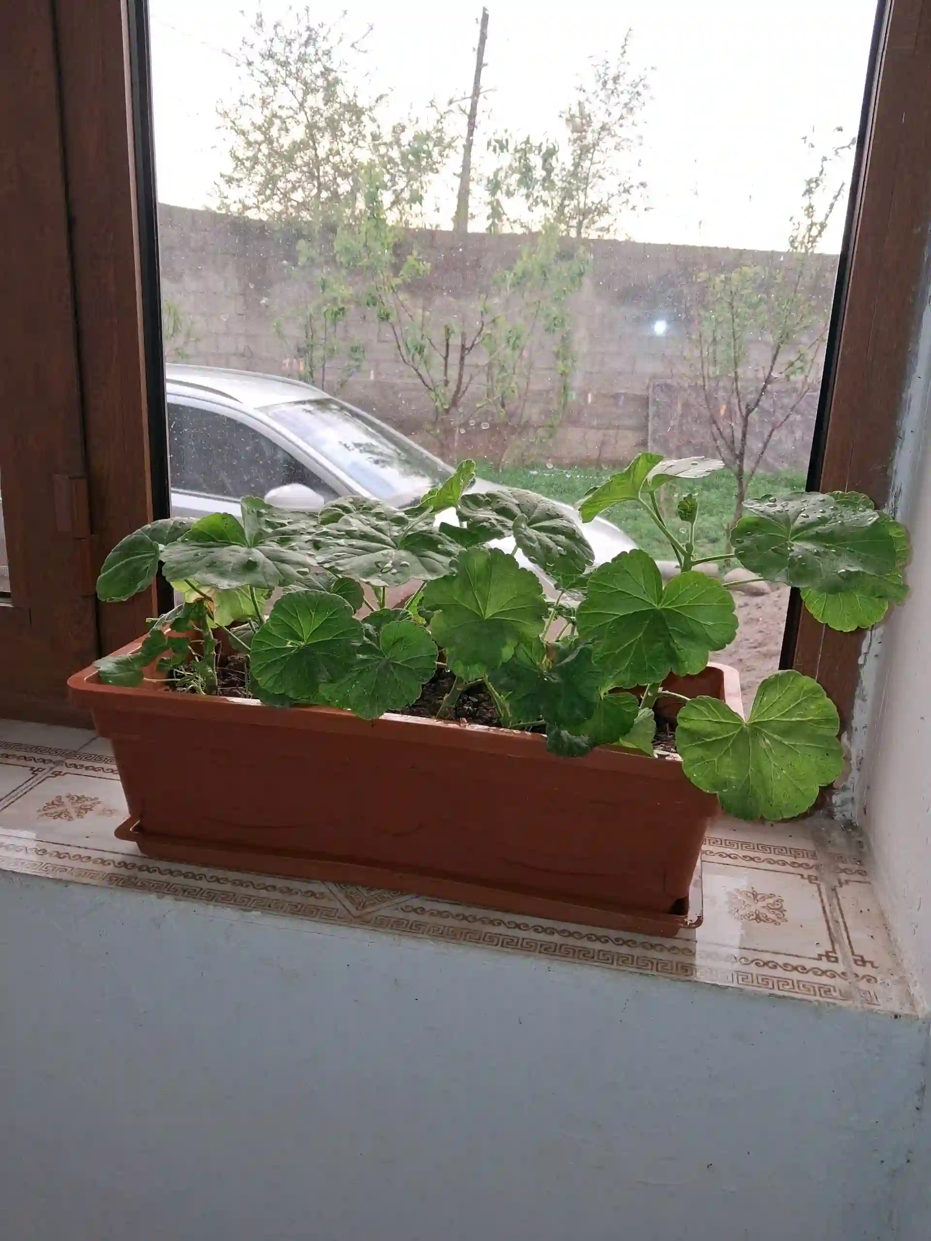 гулҳо