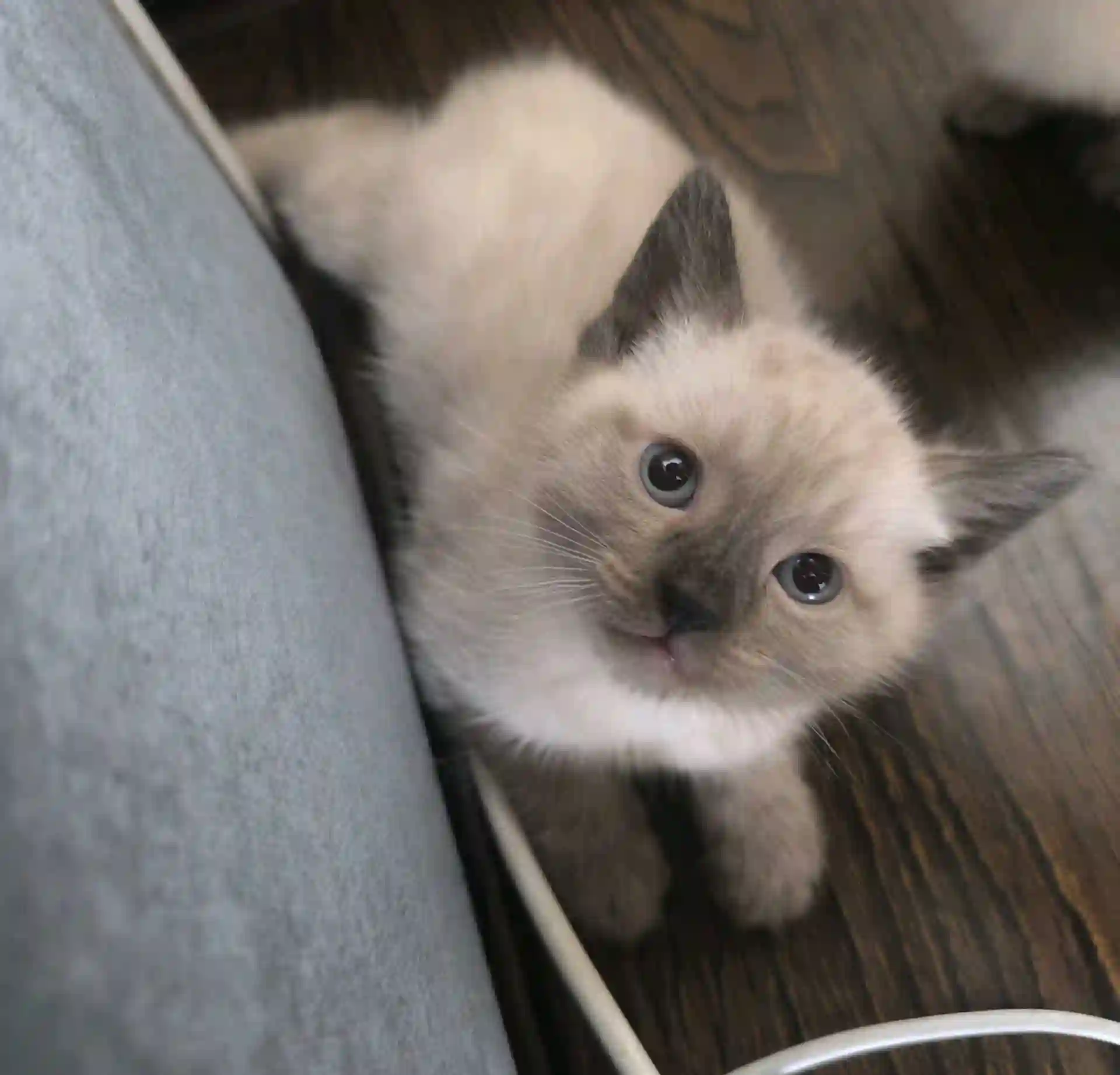Сиамские котята