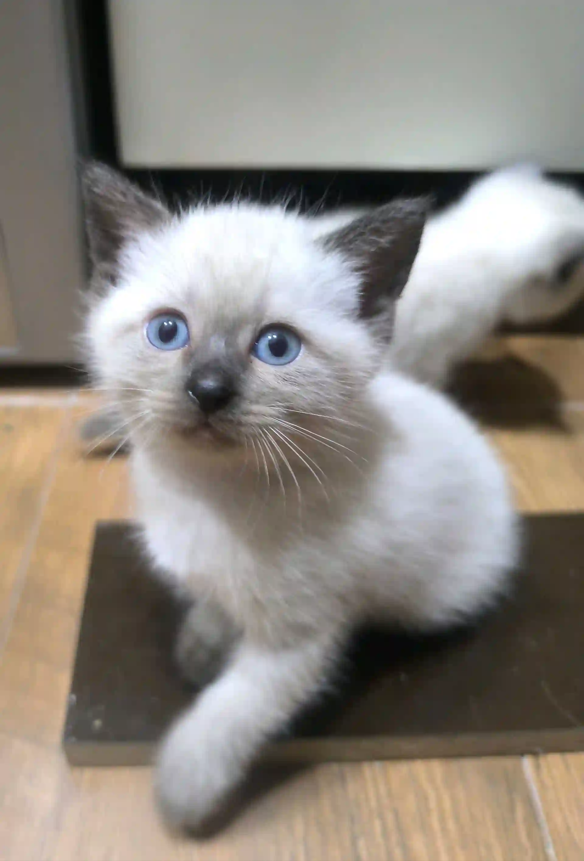 Сиамские котята