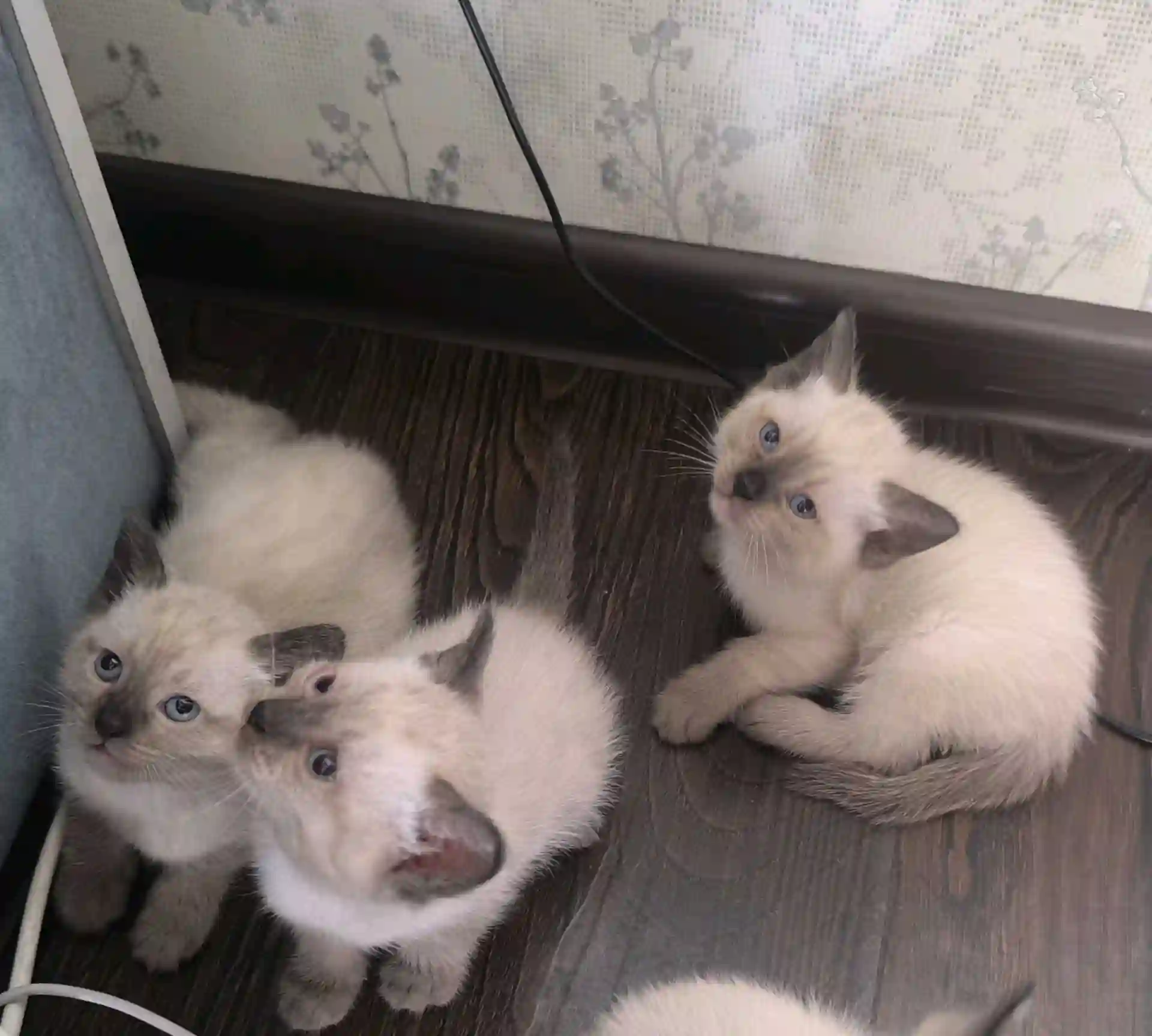 Сиамские котята