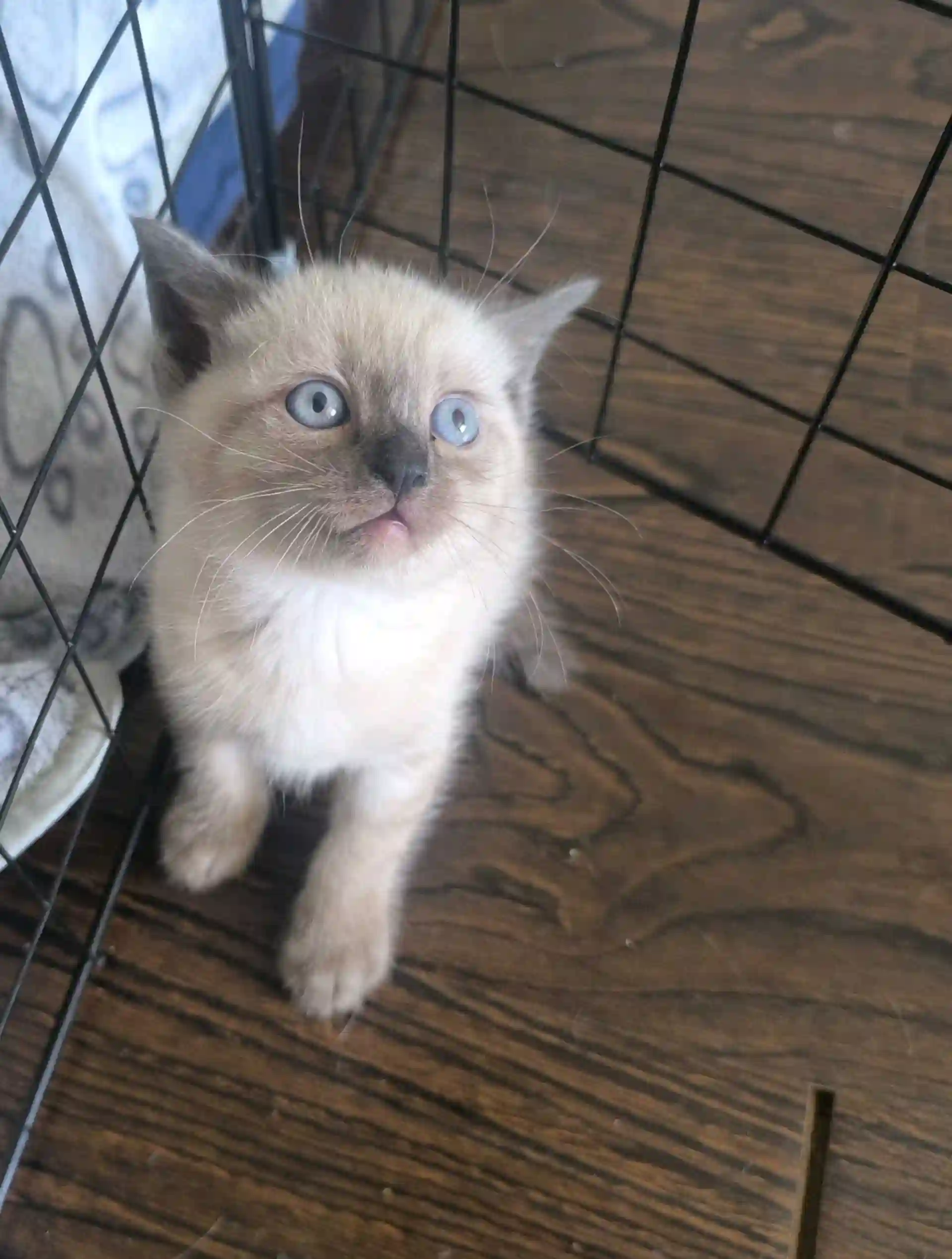 Сиамские котята