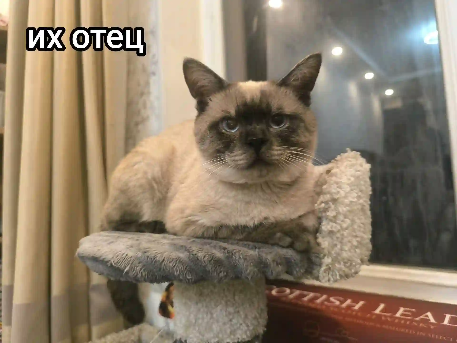 Сиамские котята