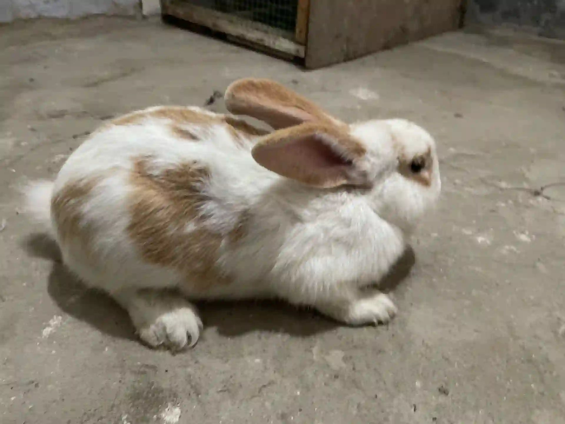 харгуш