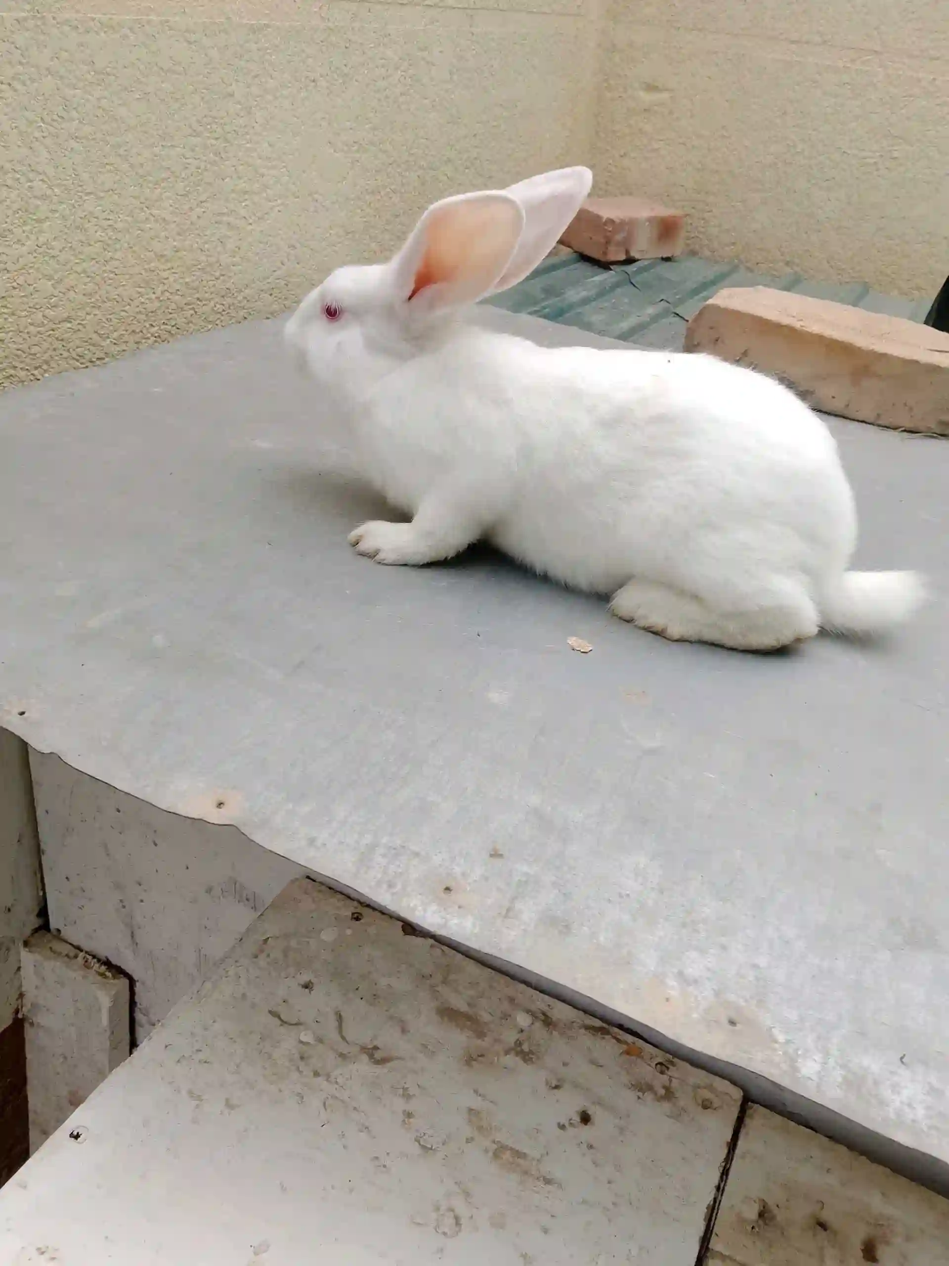Заргушхо