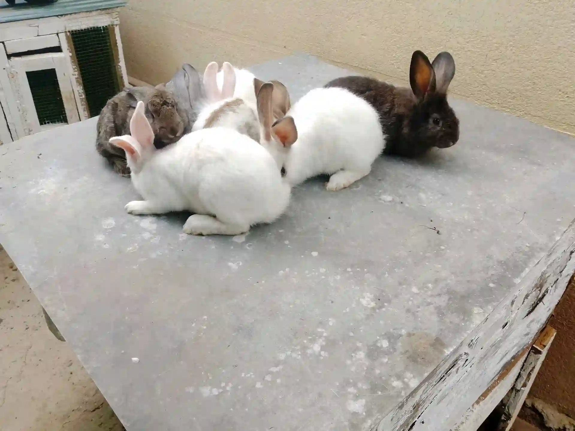 Заргушхо
