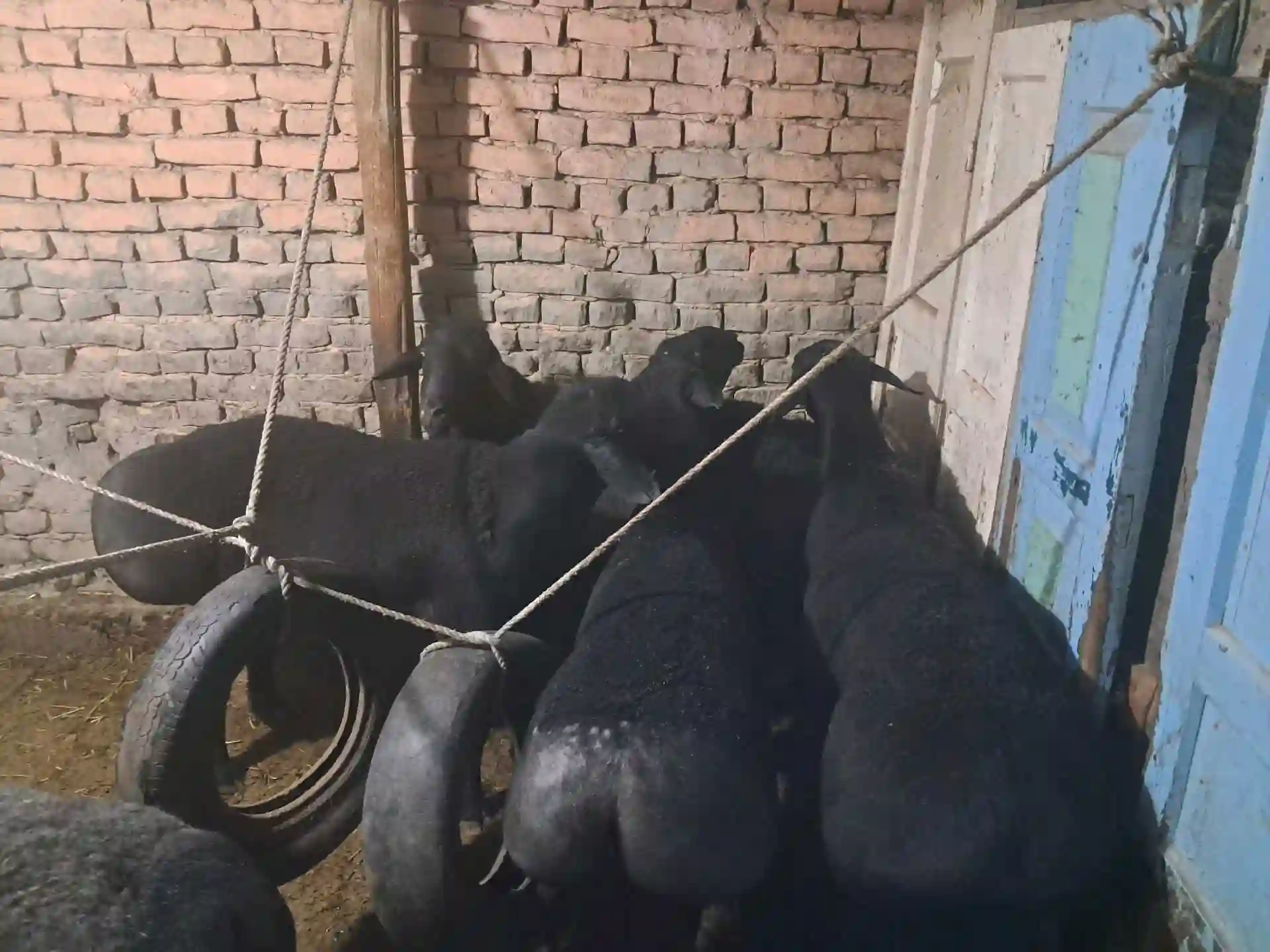 Гусфандои ҲИСОР