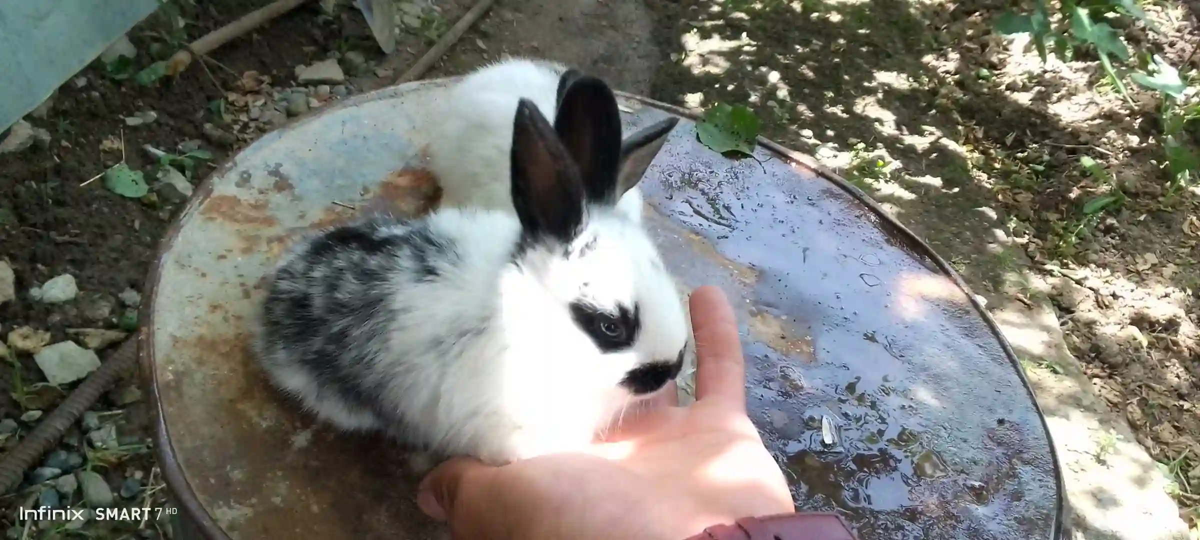 харгушча