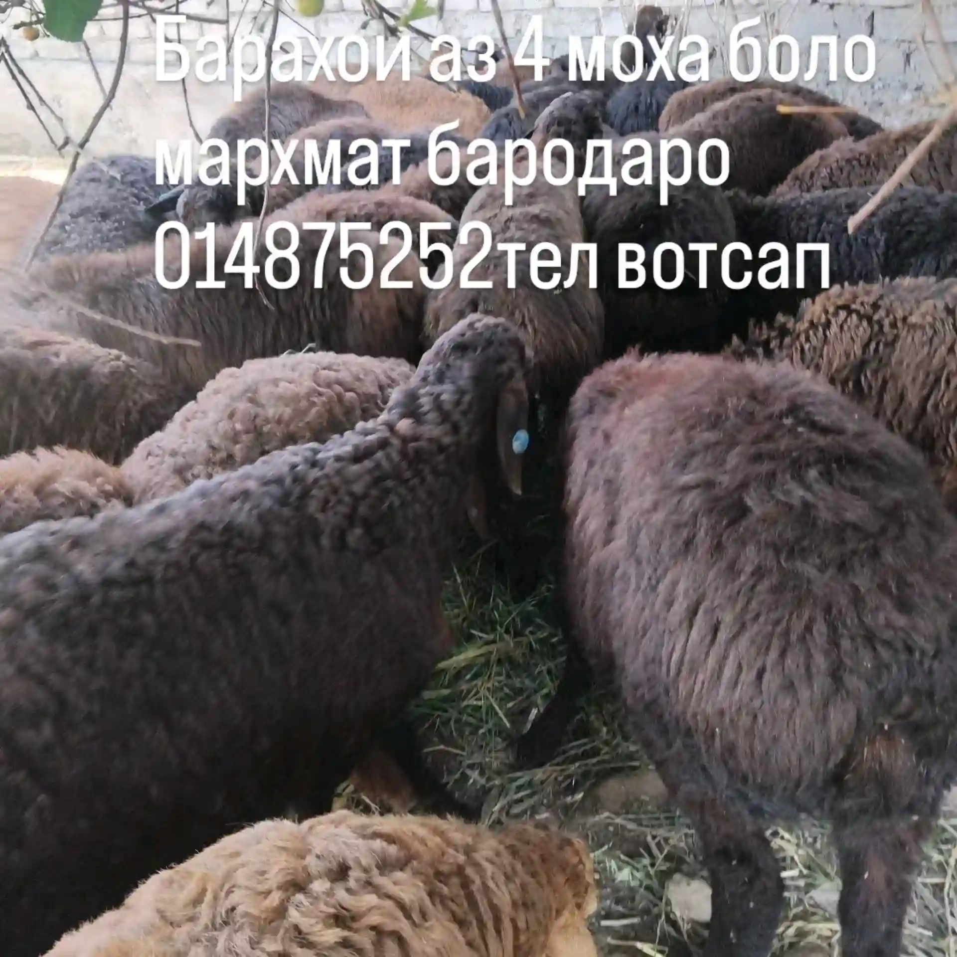 барра