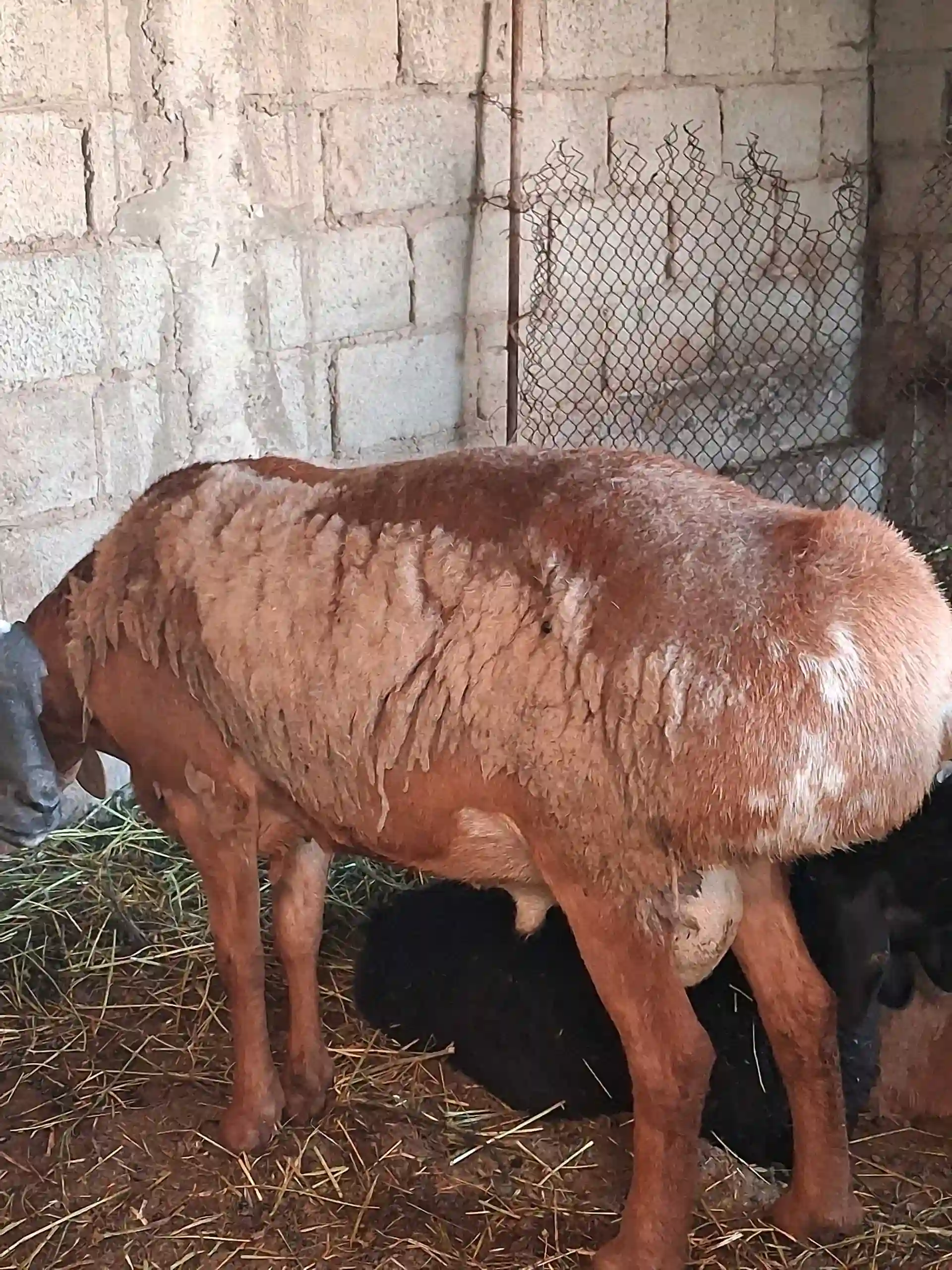 гусфандҳо