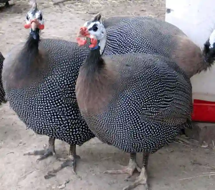 цесарка