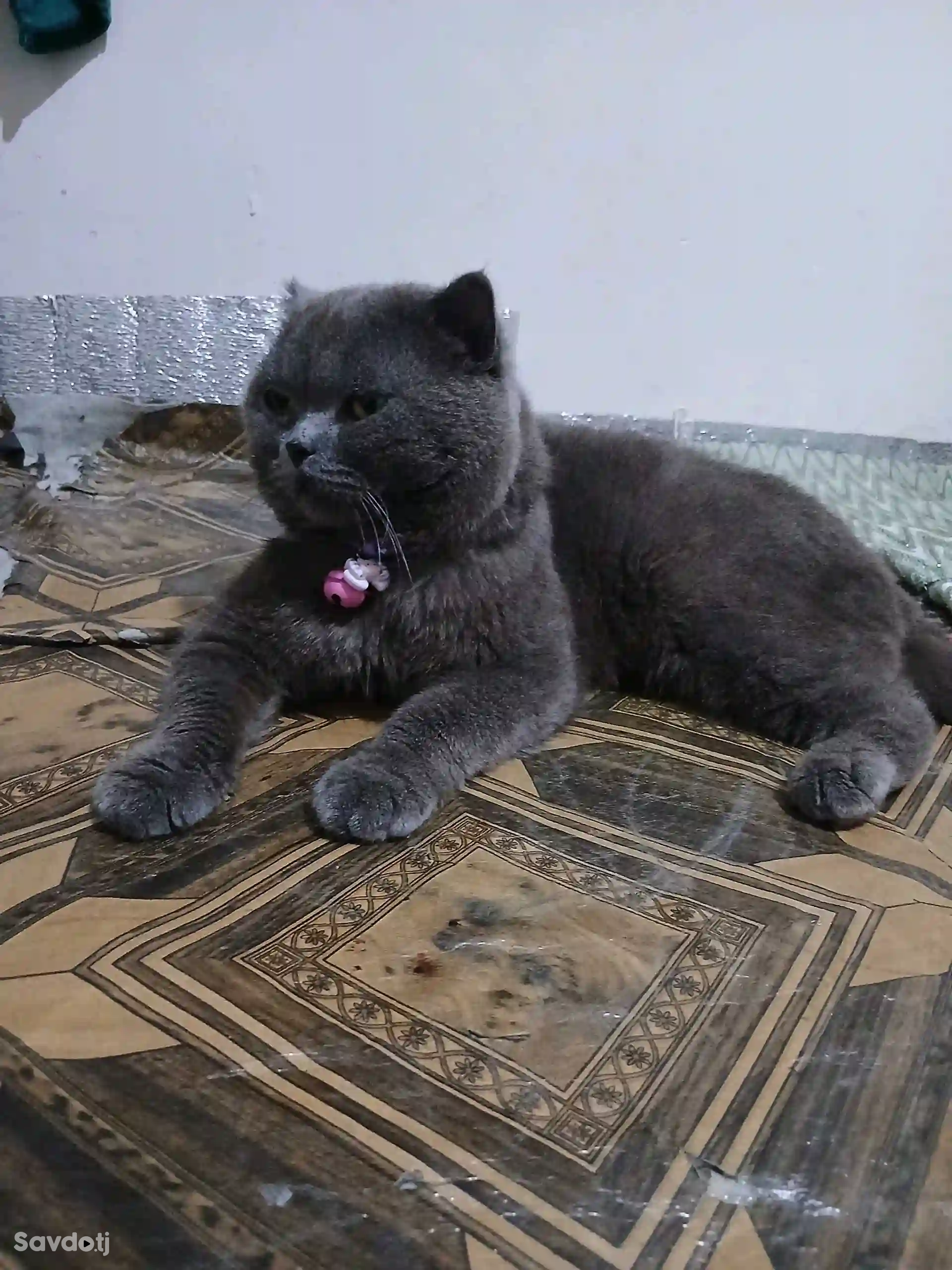 Шатланский кот