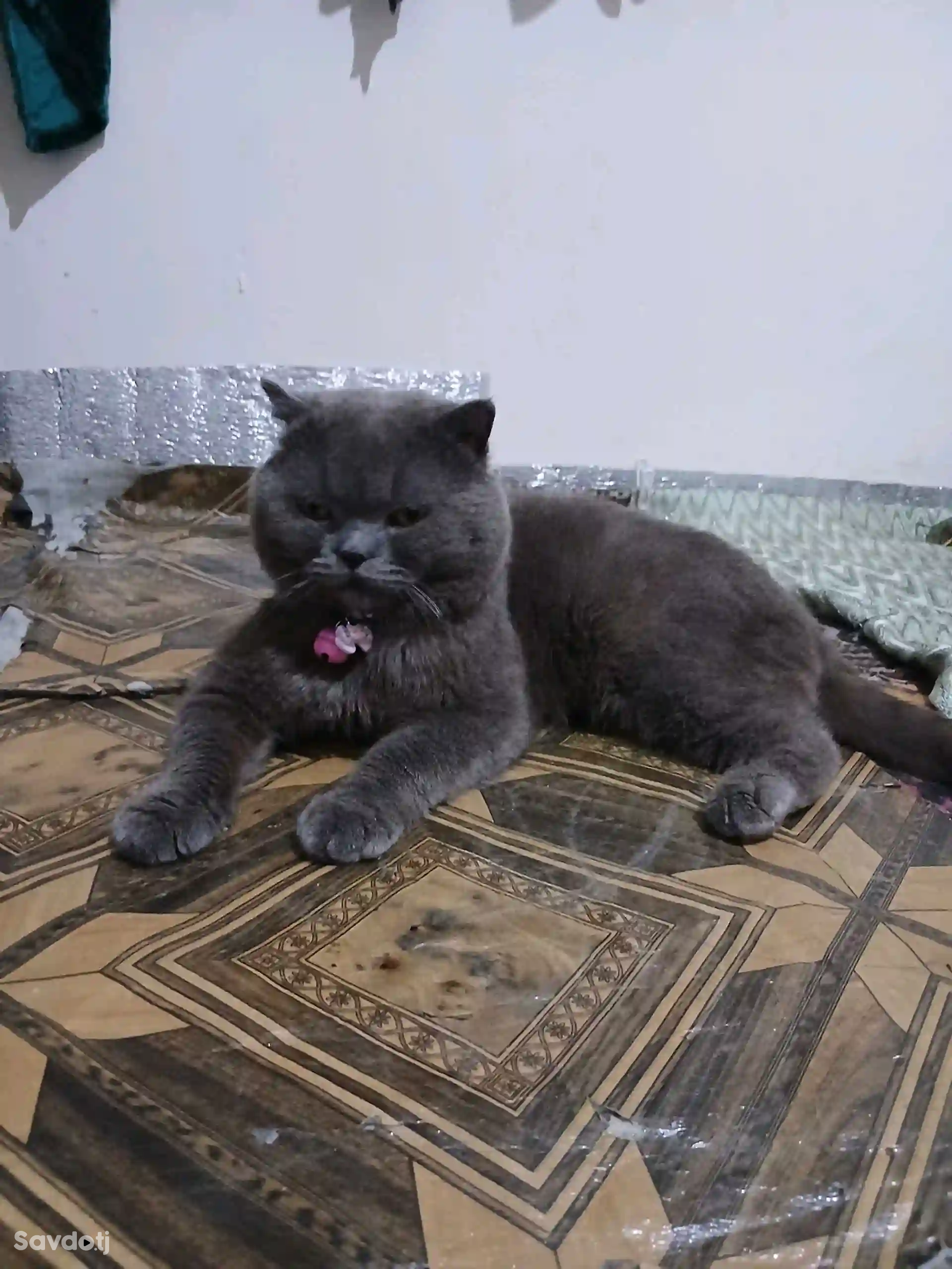 Шатланский кот