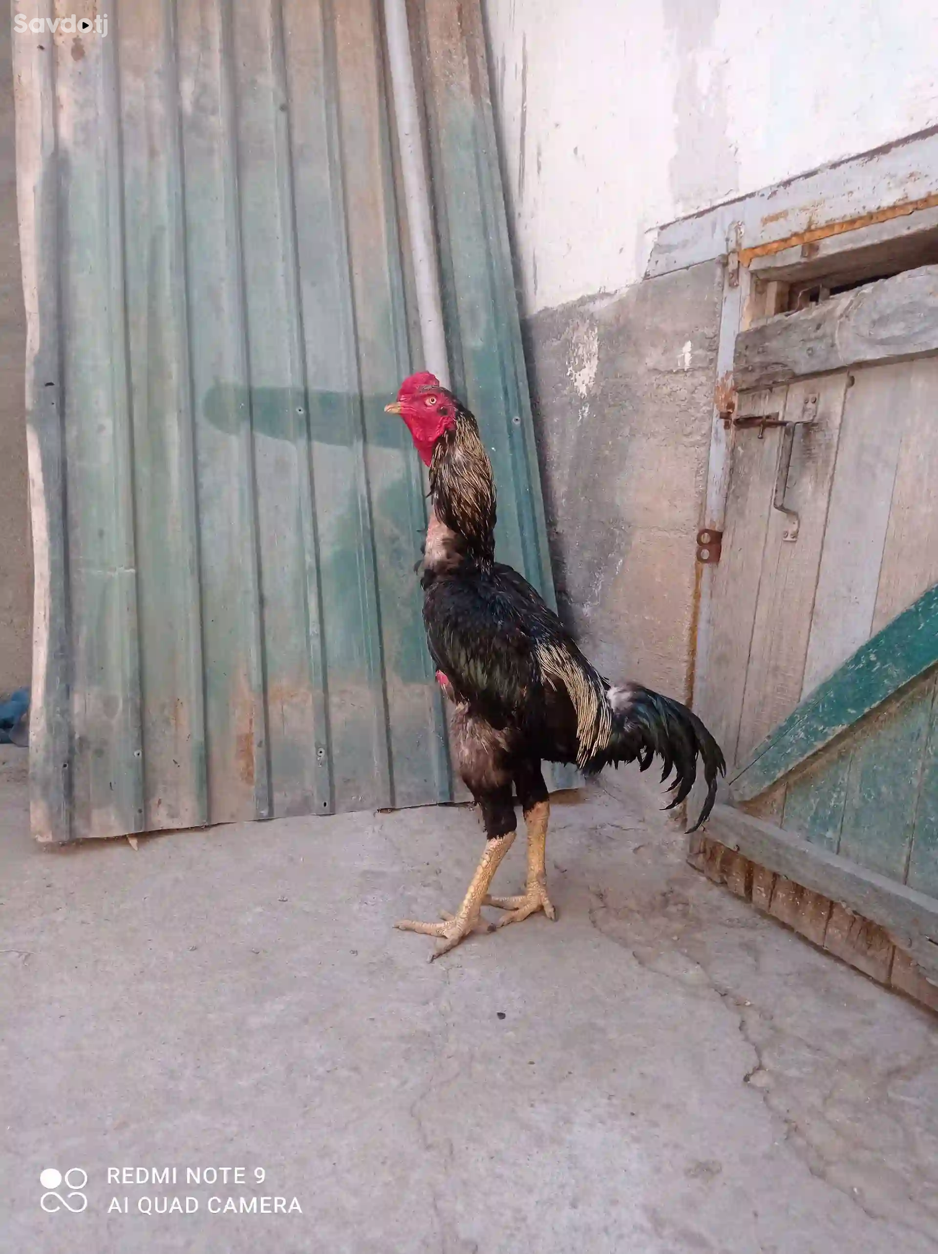 Дакан