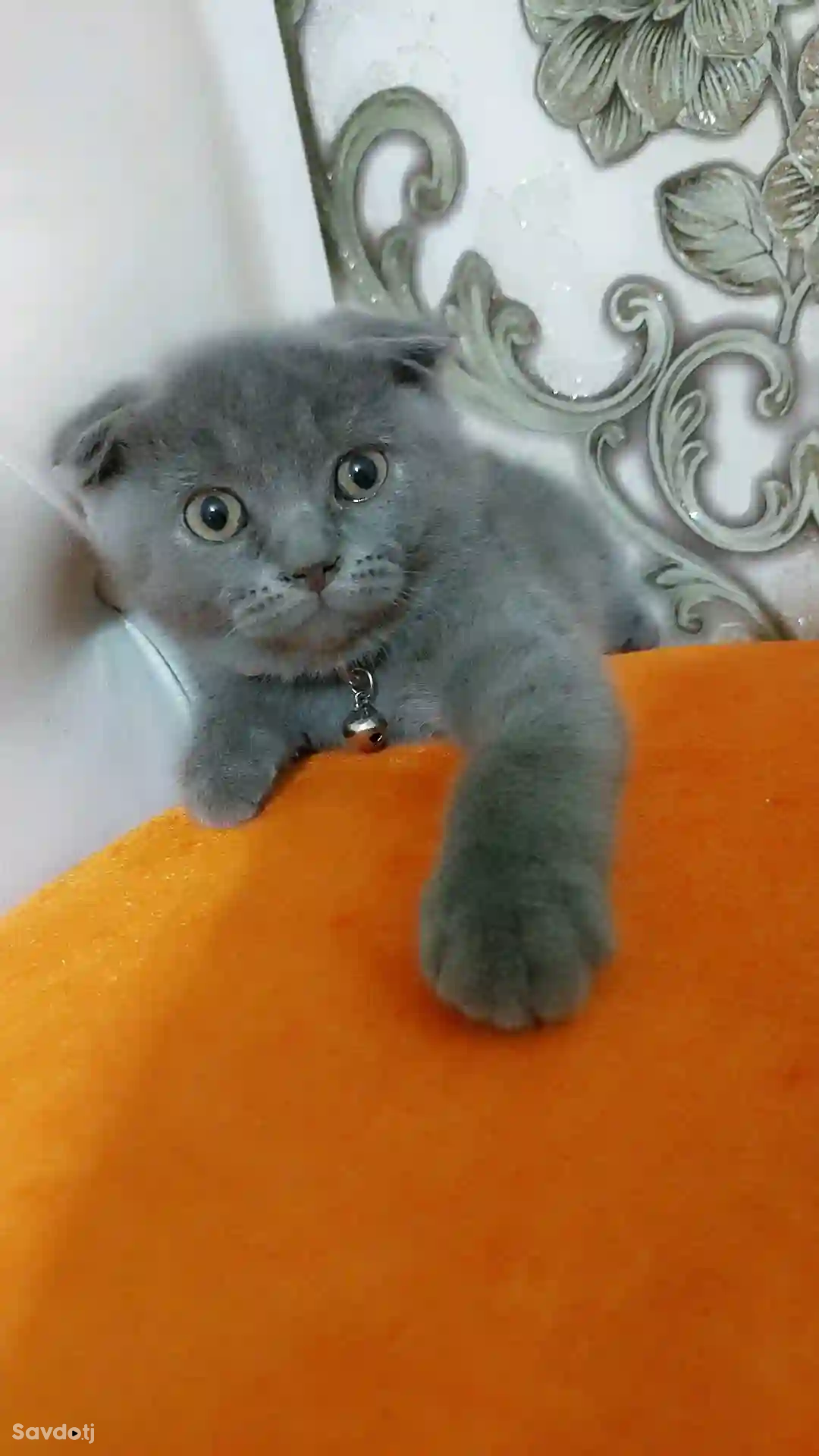 Шотланский котята