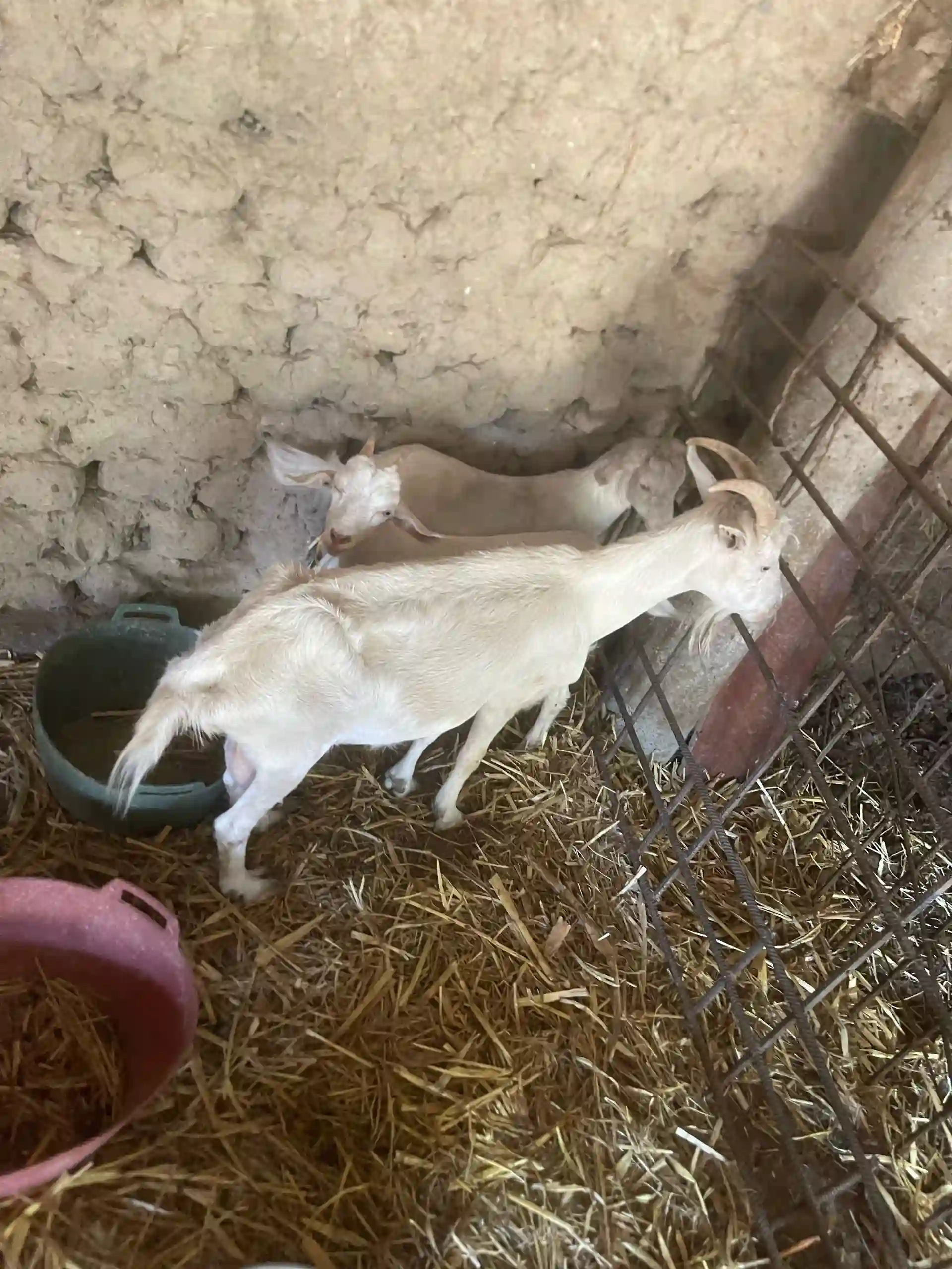 Буз (коза)