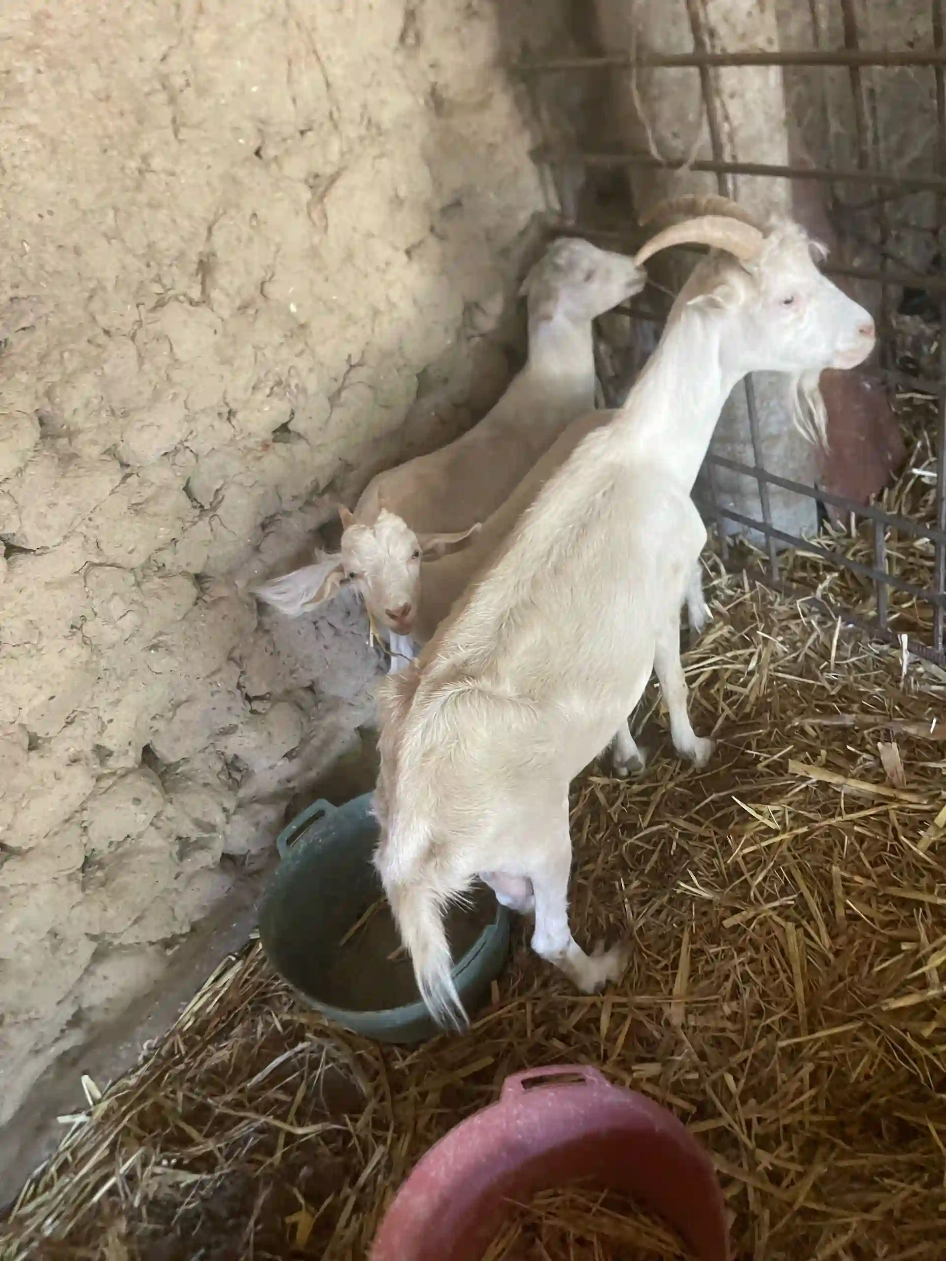 Буз (коза)
