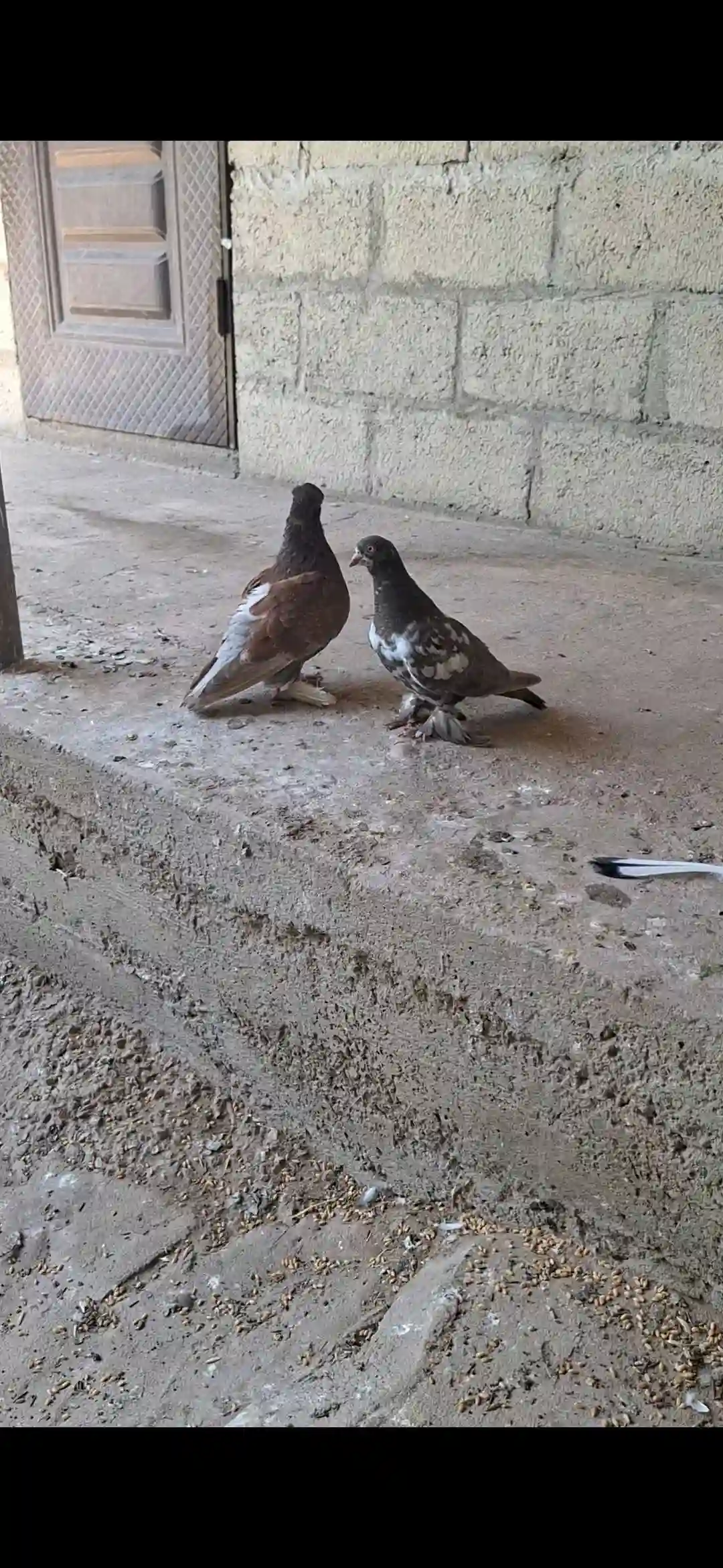 Кафтар 