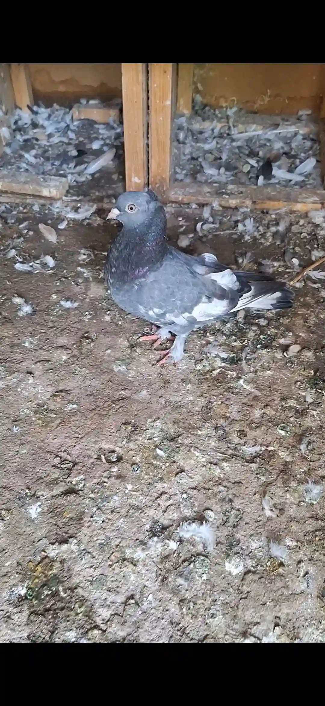 Кафтар 