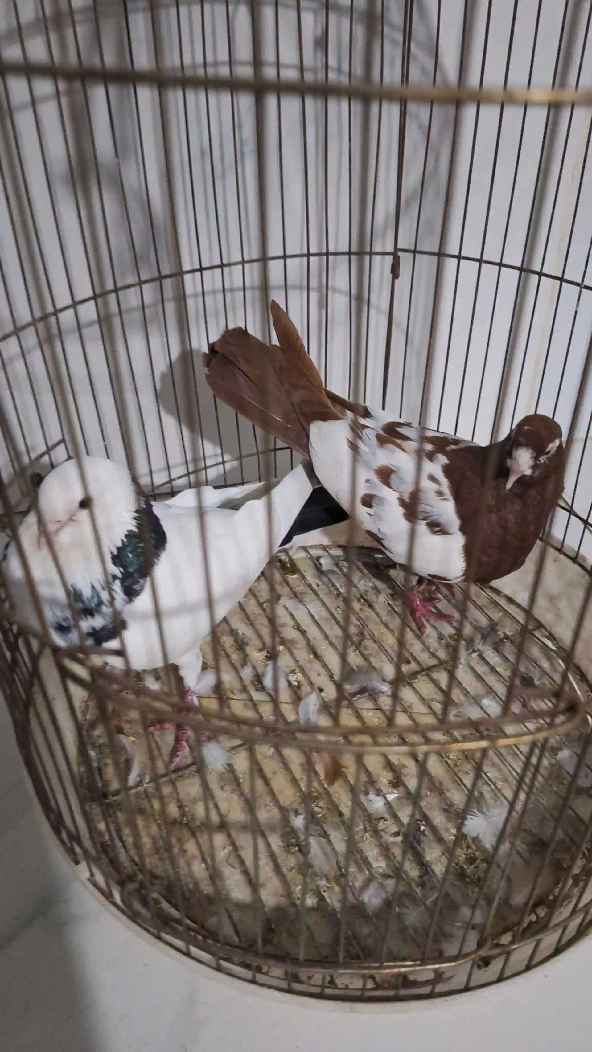 Кафтар 