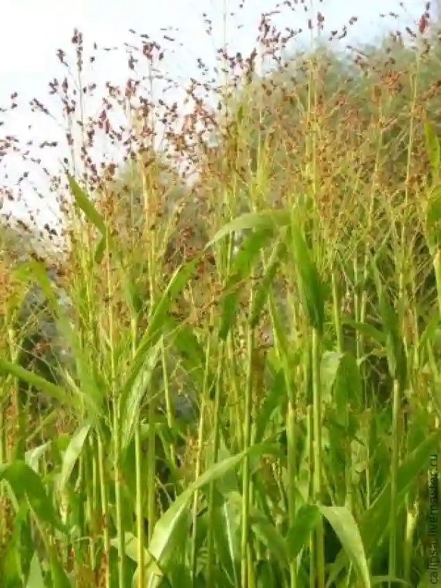 Чоруб - Веник 