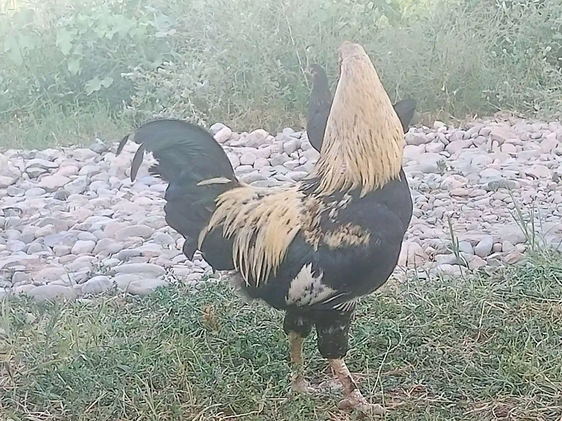 Хурузи тоҷики