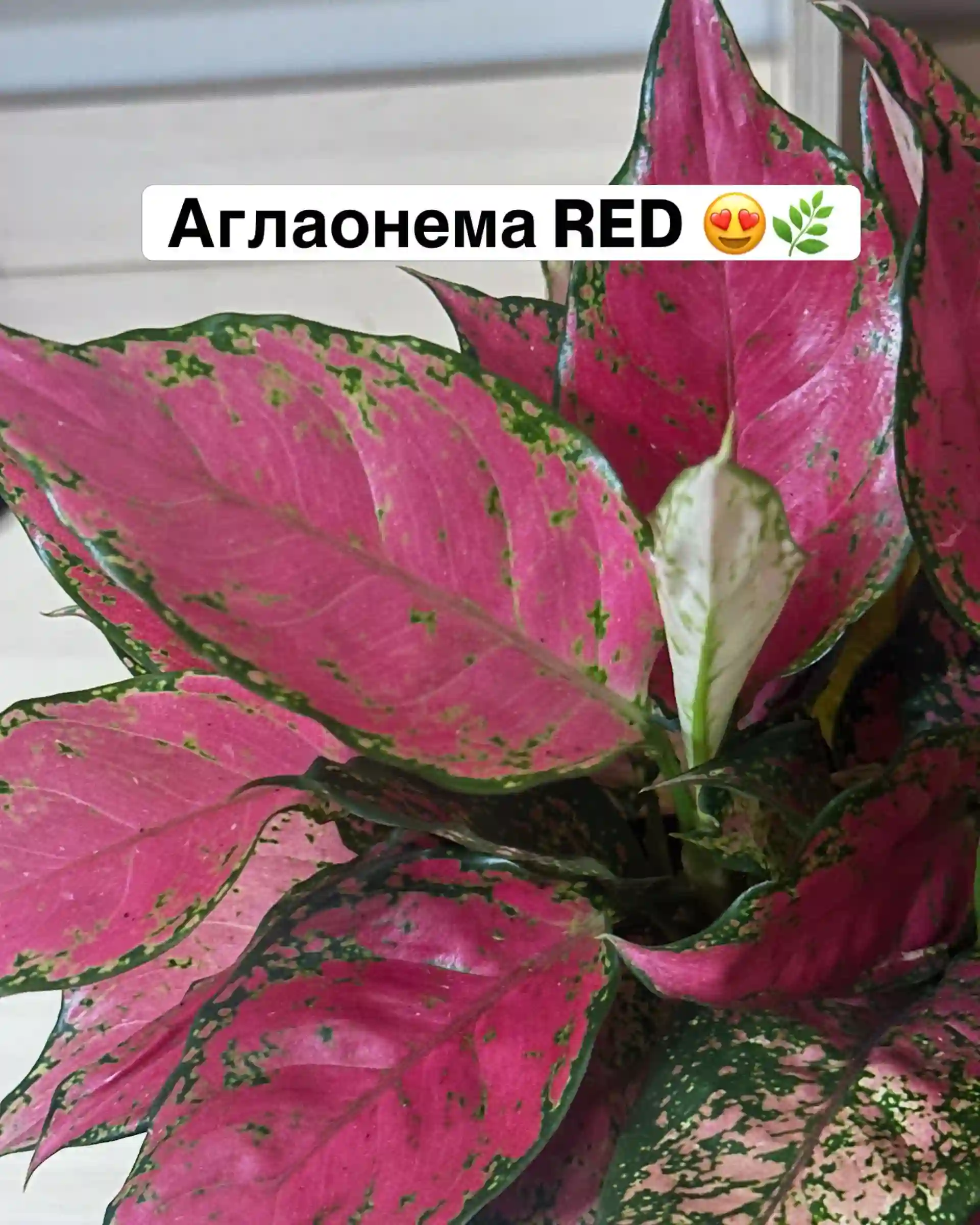 Аглаонема RED