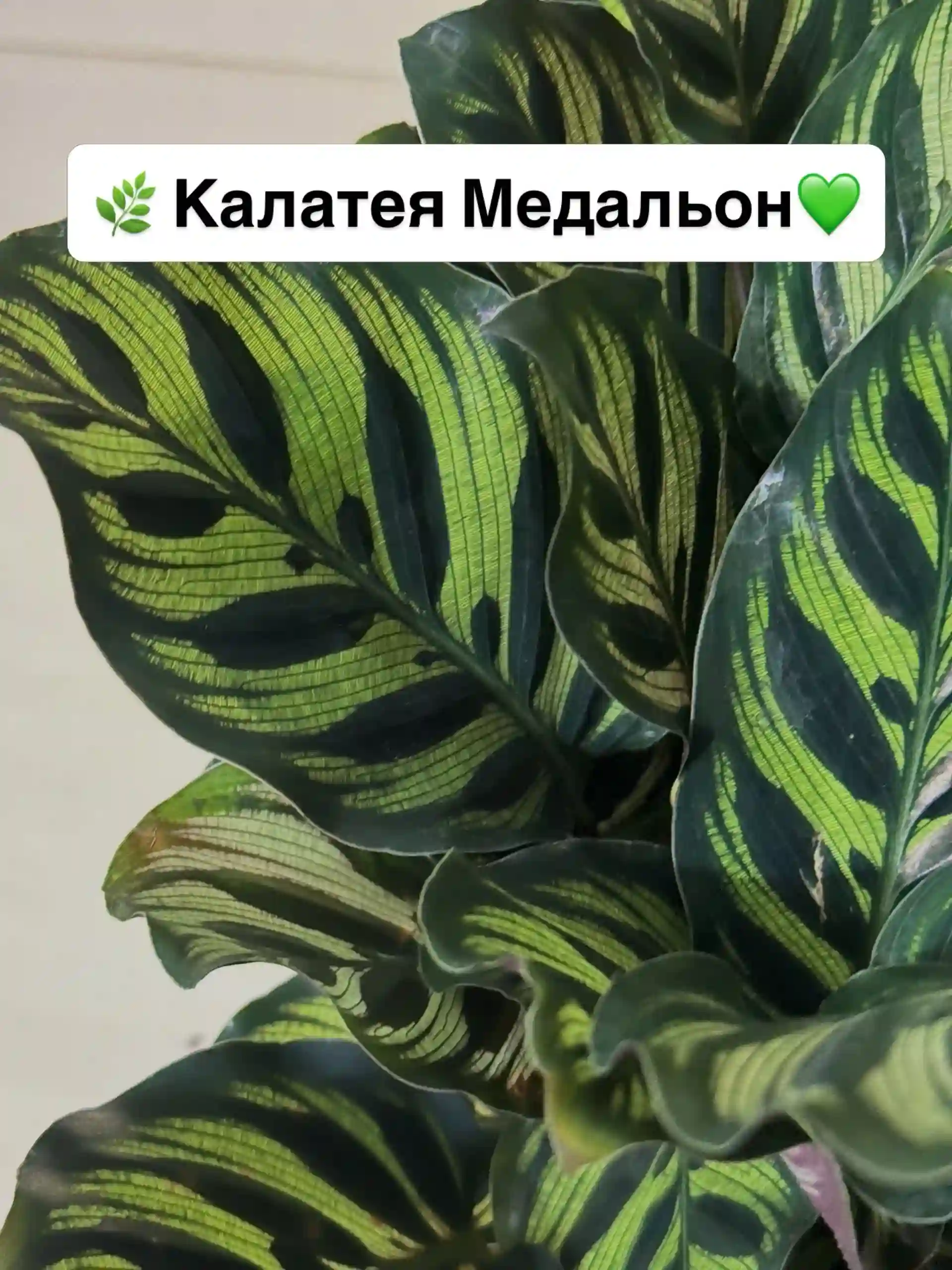 Калатея Медальон