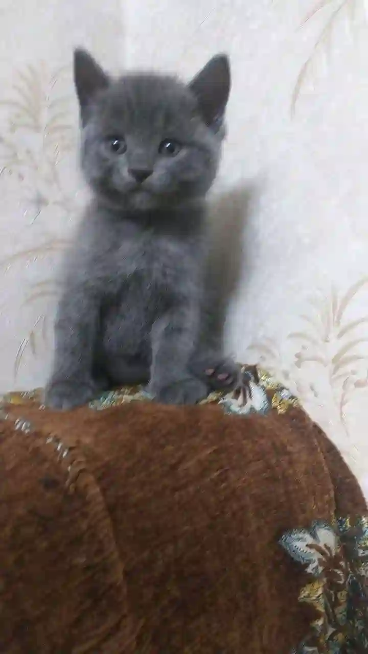шотландский прямоухий котёнок 