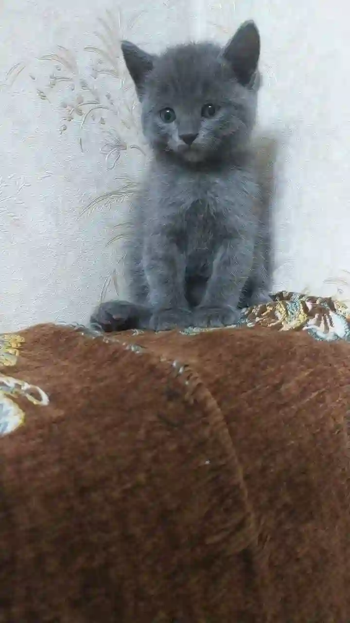 шотландский прямоухий котёнок 