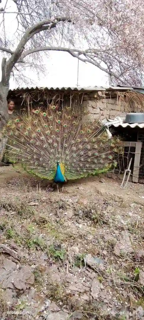 Товус