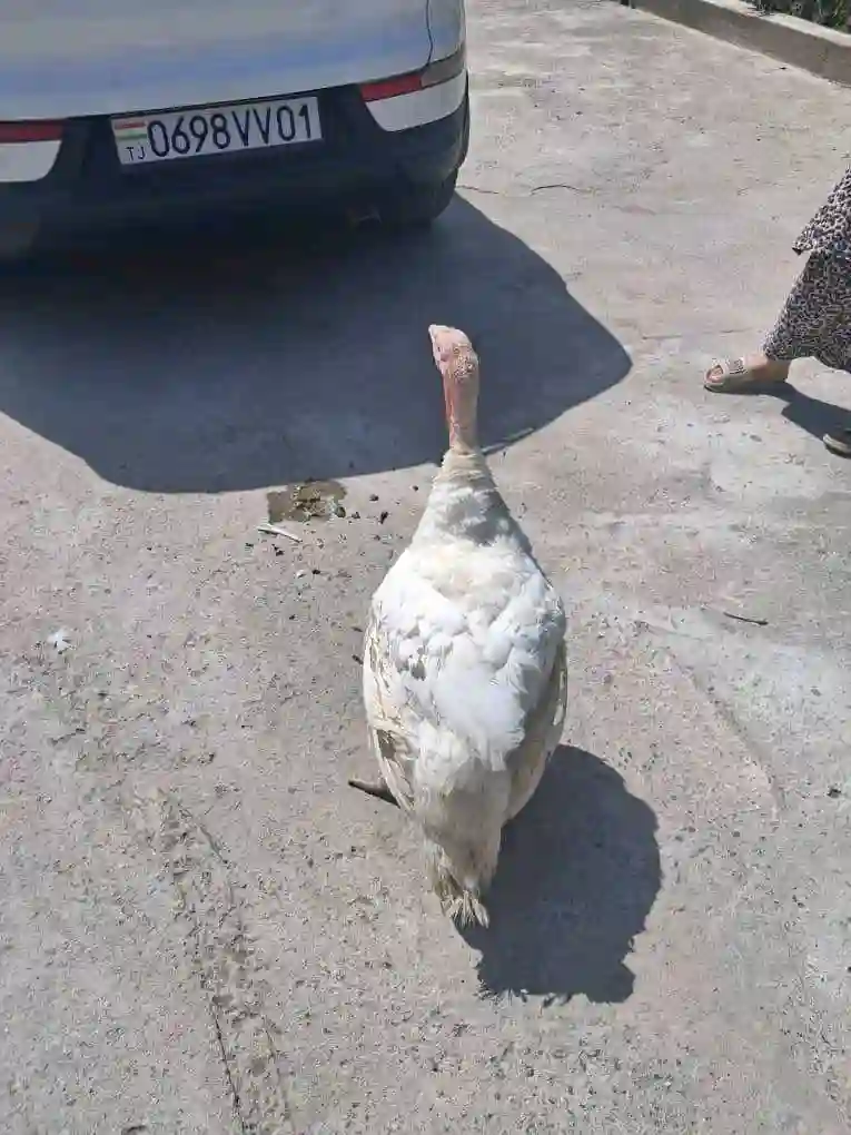 Индюк