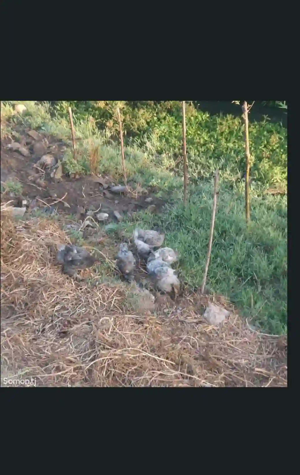 мурги брама